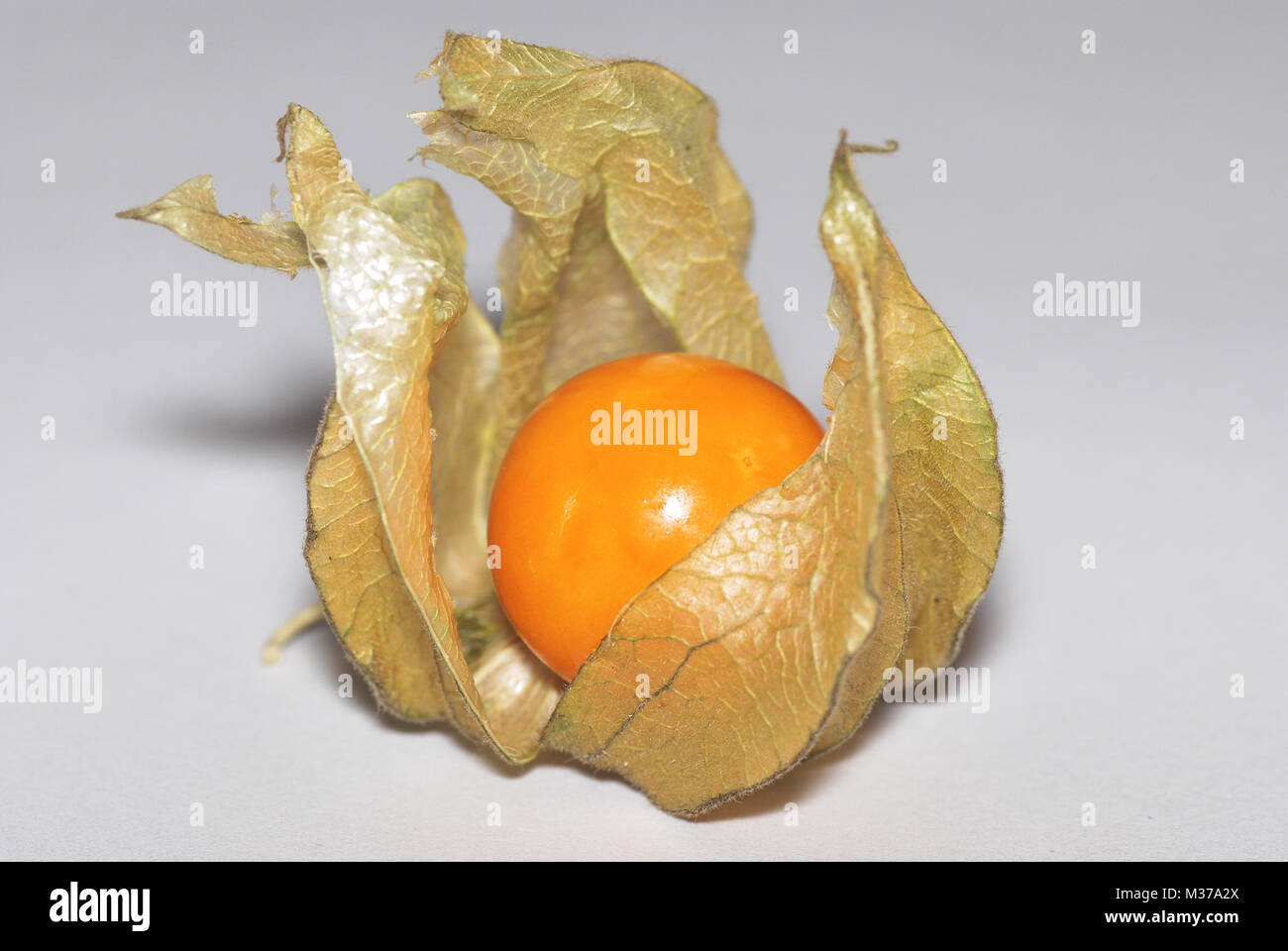 Ottima vista di un maturo dolce physalis Foto Stock