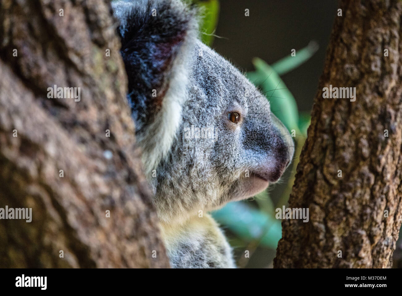 Il Koala profilo tra i rami degli alberi, Queensland, Australia. Colpo alla testa Foto Stock