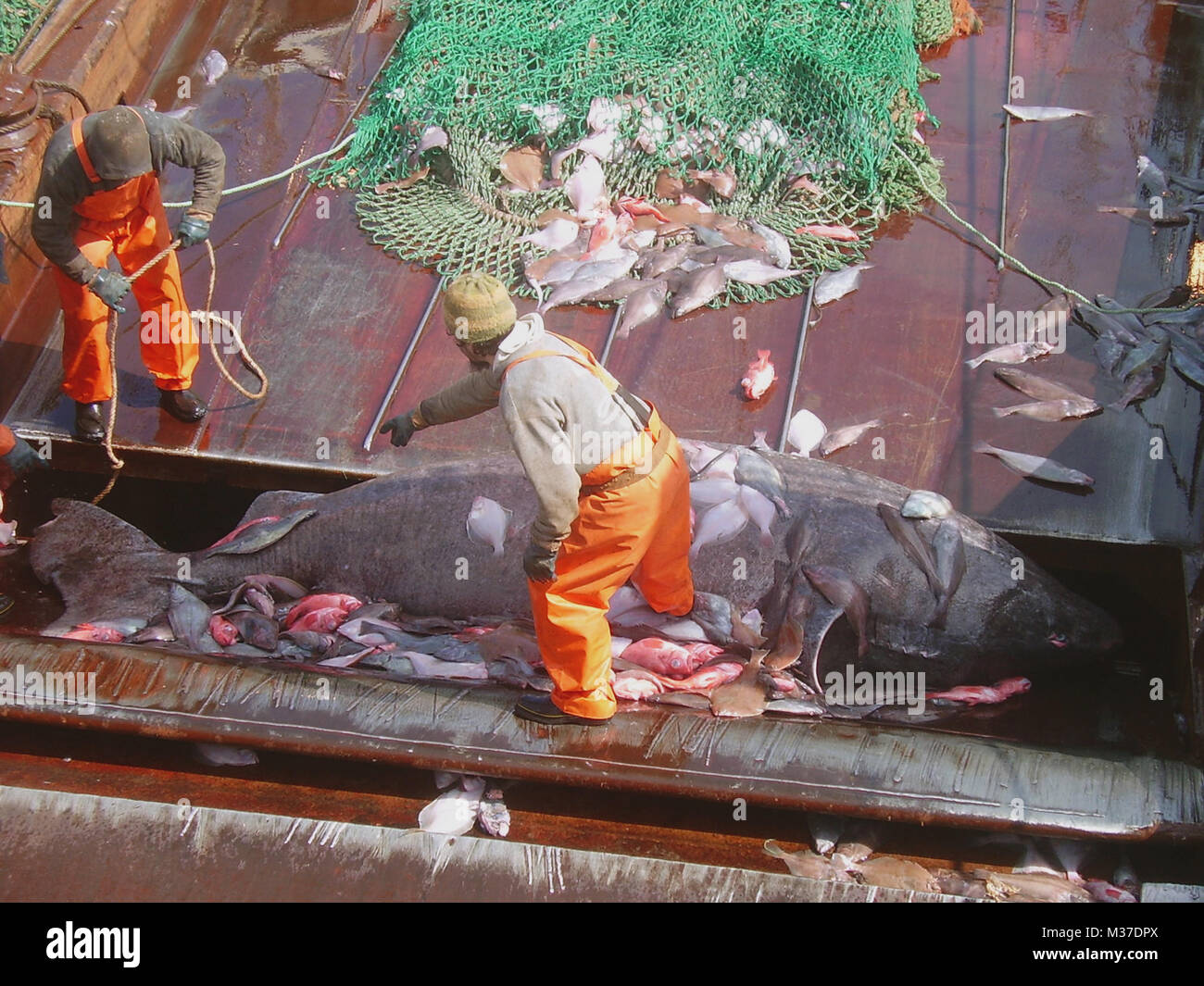Un squalo della Groenlandia (Somniosus microcefalo) catturato da un peschereccio di fondo nelle acque dell' Atlantico Nord Foto Stock