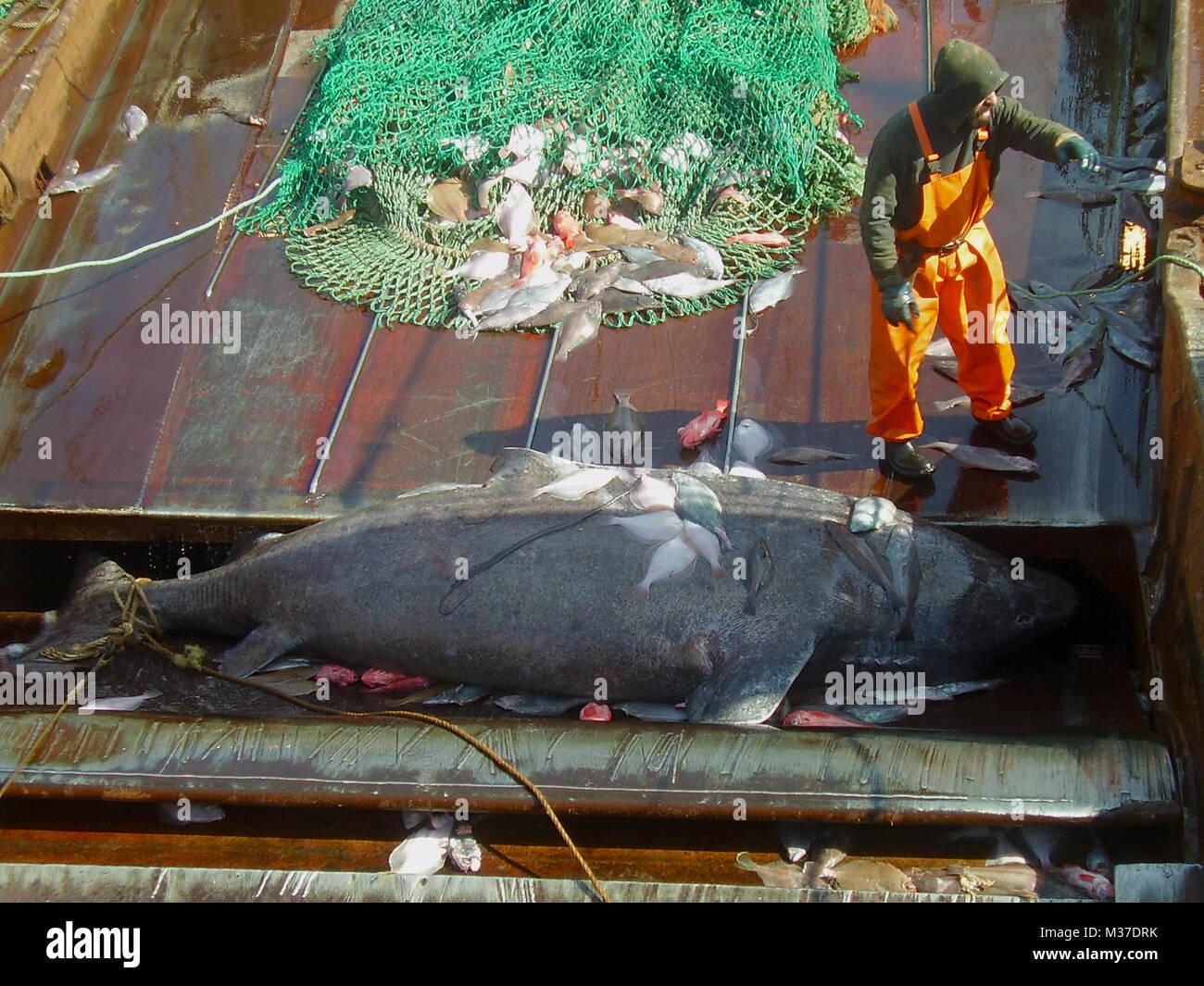 Un squalo della Groenlandia (Somniosus microcefalo) catturato da un peschereccio di fondo nelle acque dell' Atlantico Nord Foto Stock