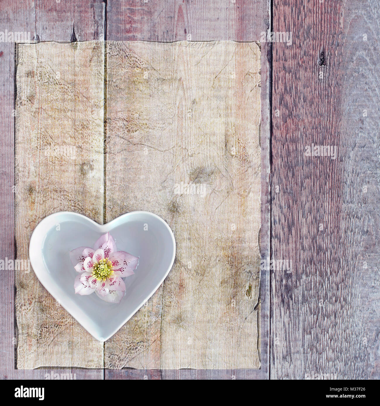 Una singola molla Veratro fiore galleggianti in un cuore a forma di ciotola bianco Foto Stock