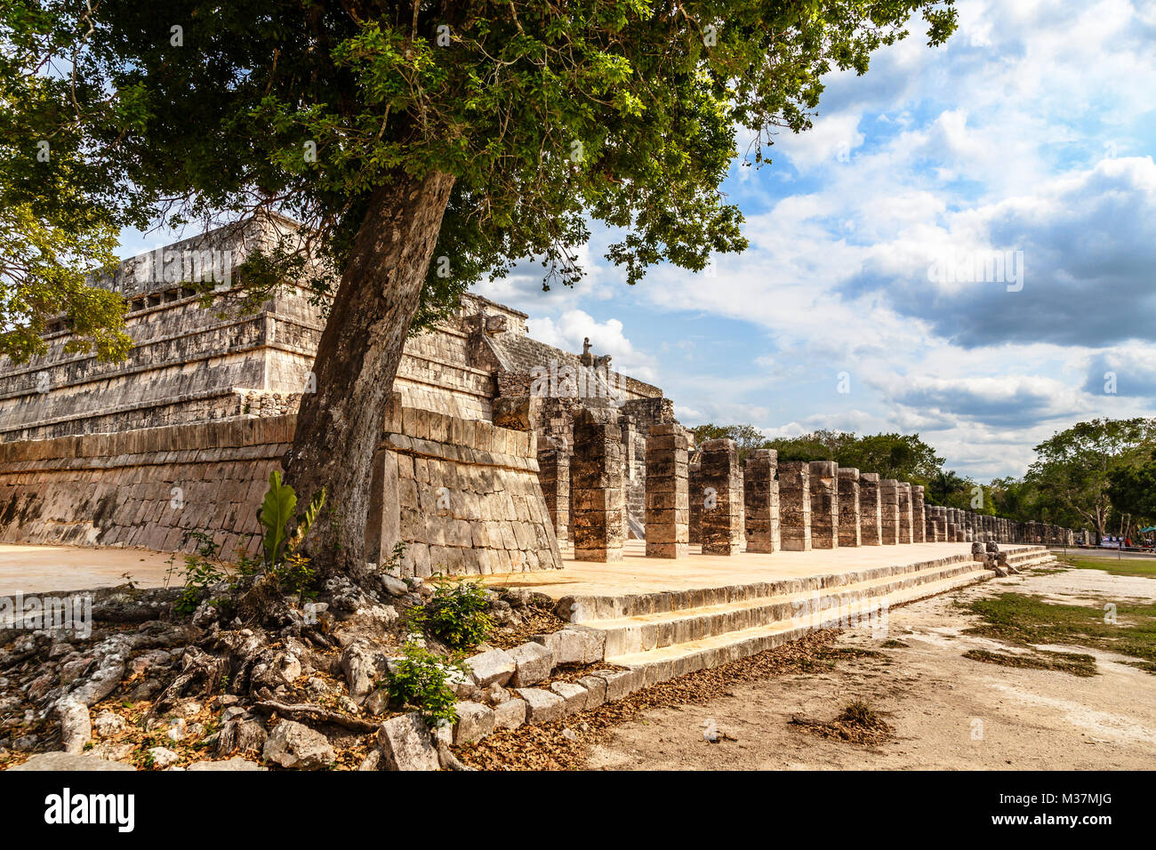 Gruppo di mille colonne complesso e albero in primo piano, Chichen Itza sito archeologico, Yucatan, Messico Foto Stock