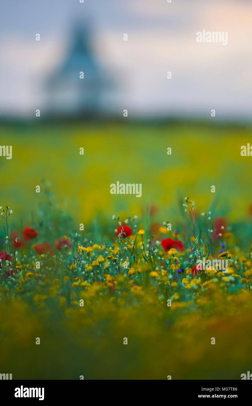 Prato di papaveri e fiori di colore giallo nel paesaggio mediterraneo. Foto Stock