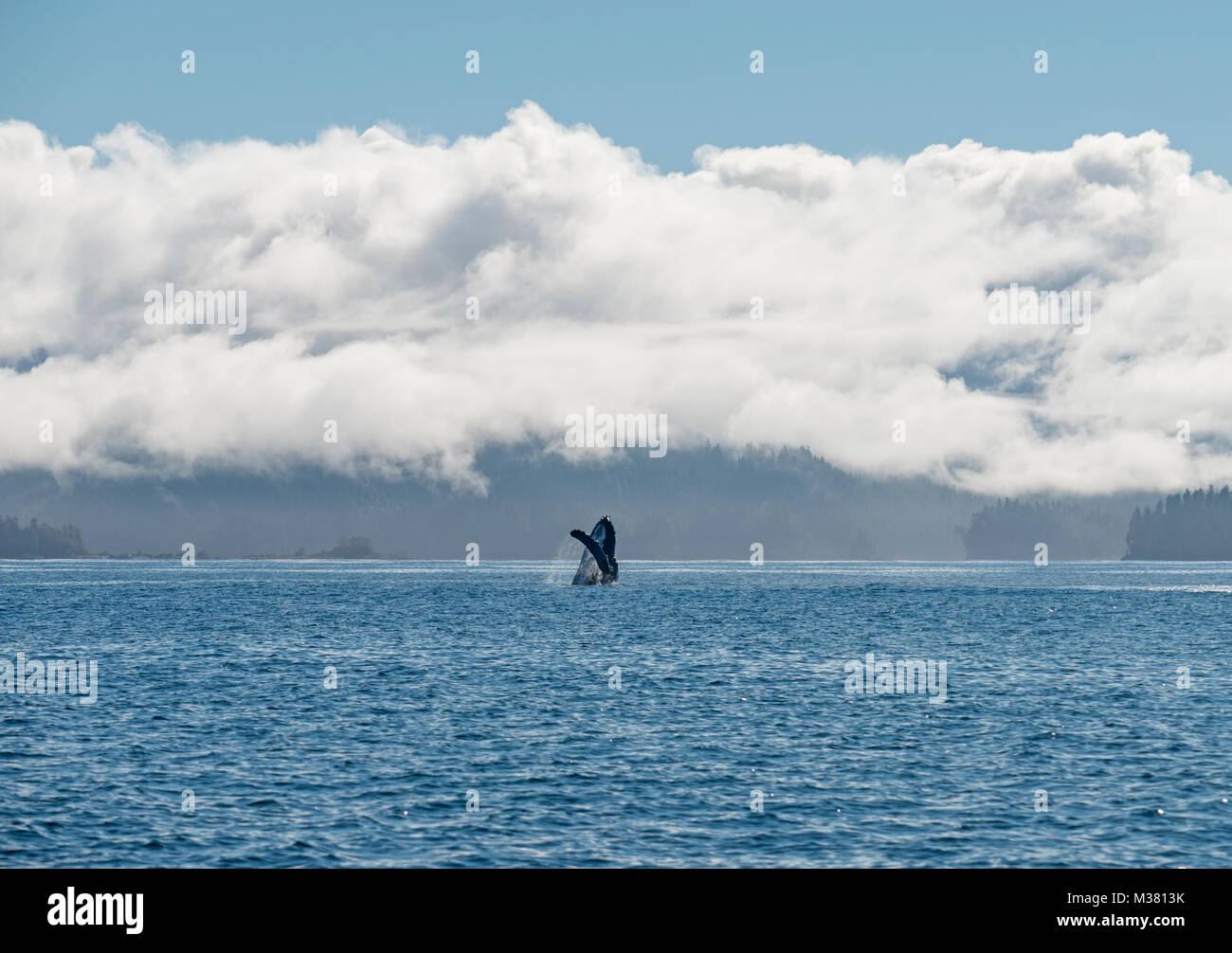 Humpback Whale (Megaptera novaeangliae). La British Columbia, Canada. La violazione. Foto Stock