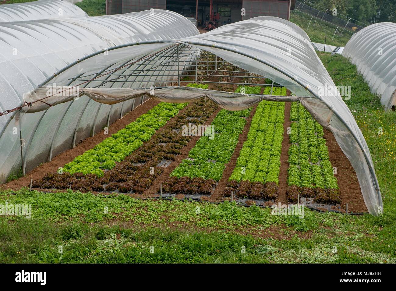 La coltivazione in serra di ortaggi biologici Foto stock - Alamy