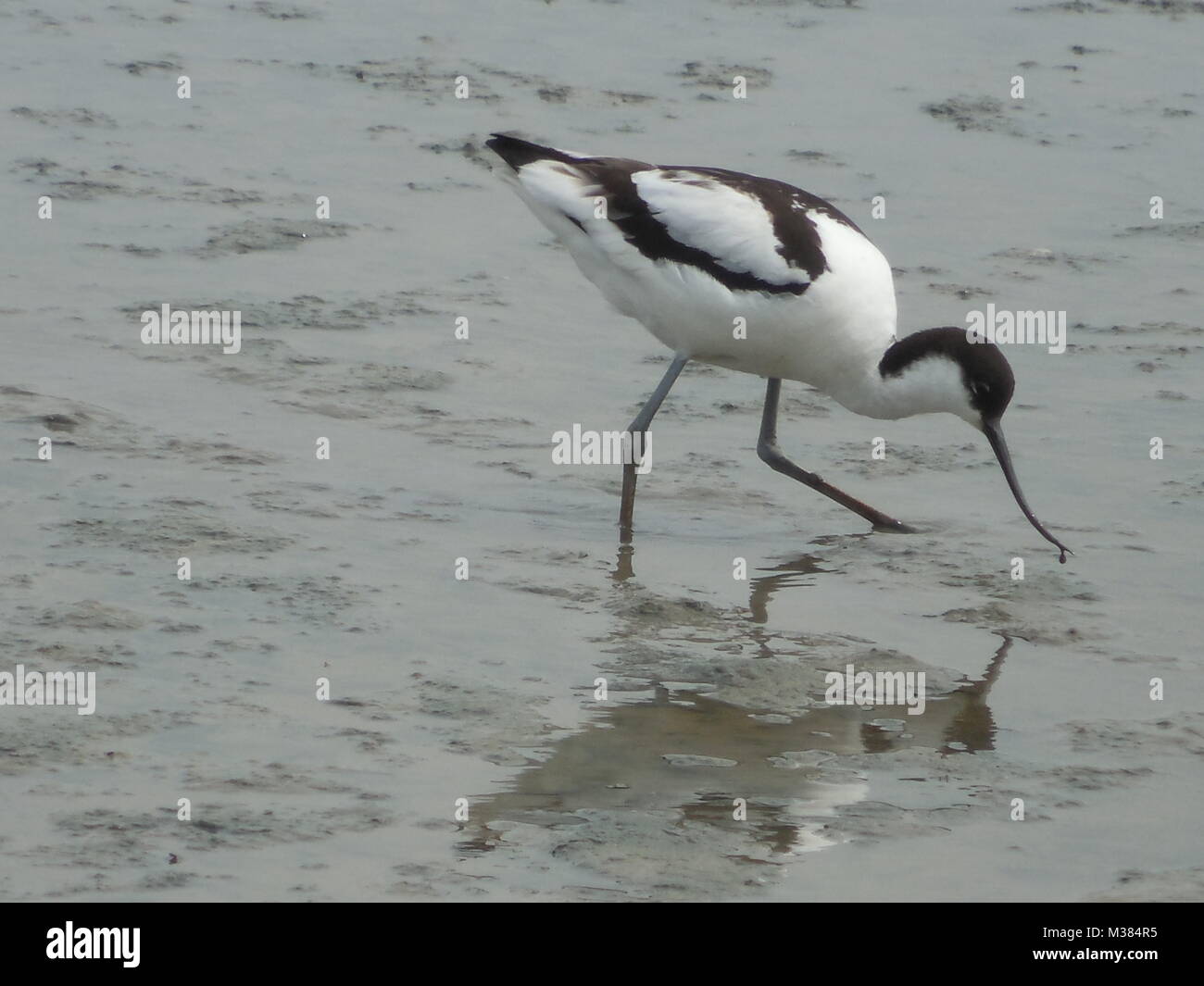 Pied Avocet alimentazione (Recurvirostra avosetta) RSPB Titchwell, Norfolk, Inghilterra, Regno Unito Foto Stock