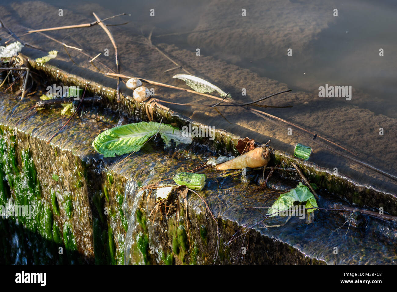 Residui vegetali catturati sull'overflow di un fiume. Foto Stock