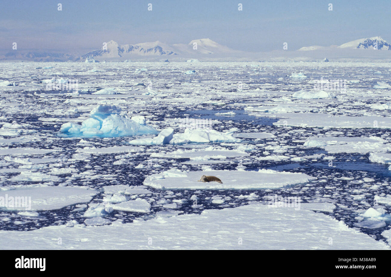 L'Antartide. Paesaggio di iceberg galleggianti, pack ghiaccio e glaçon con guarnizione Crabeater (Lobodon carcinophagus). Foto Stock