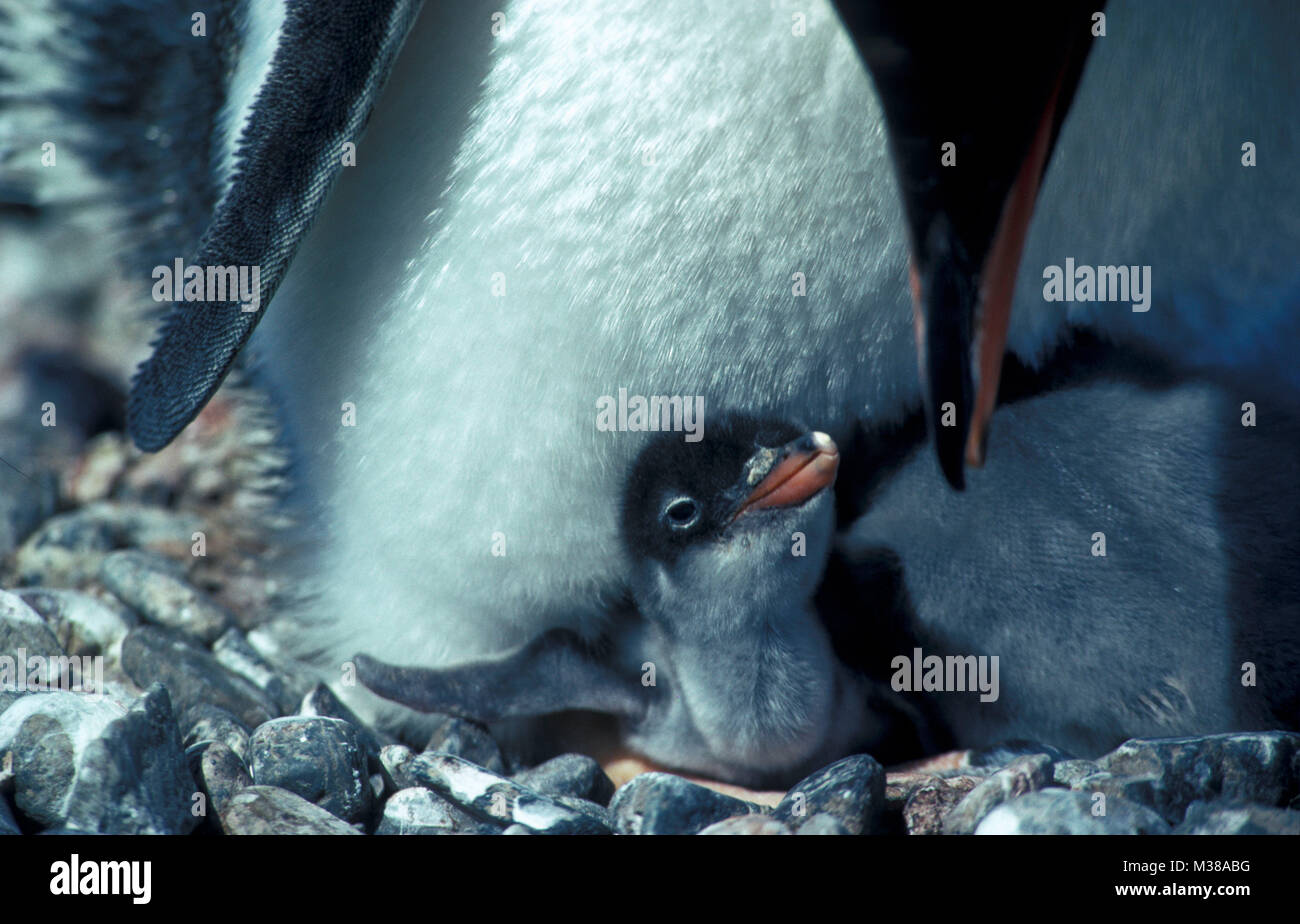 L'Antartide. I pinguini di Gentoo (Pygoscelis papua) con i giovani, il pollo sul nido nel sito di nidificazione. Foto Stock