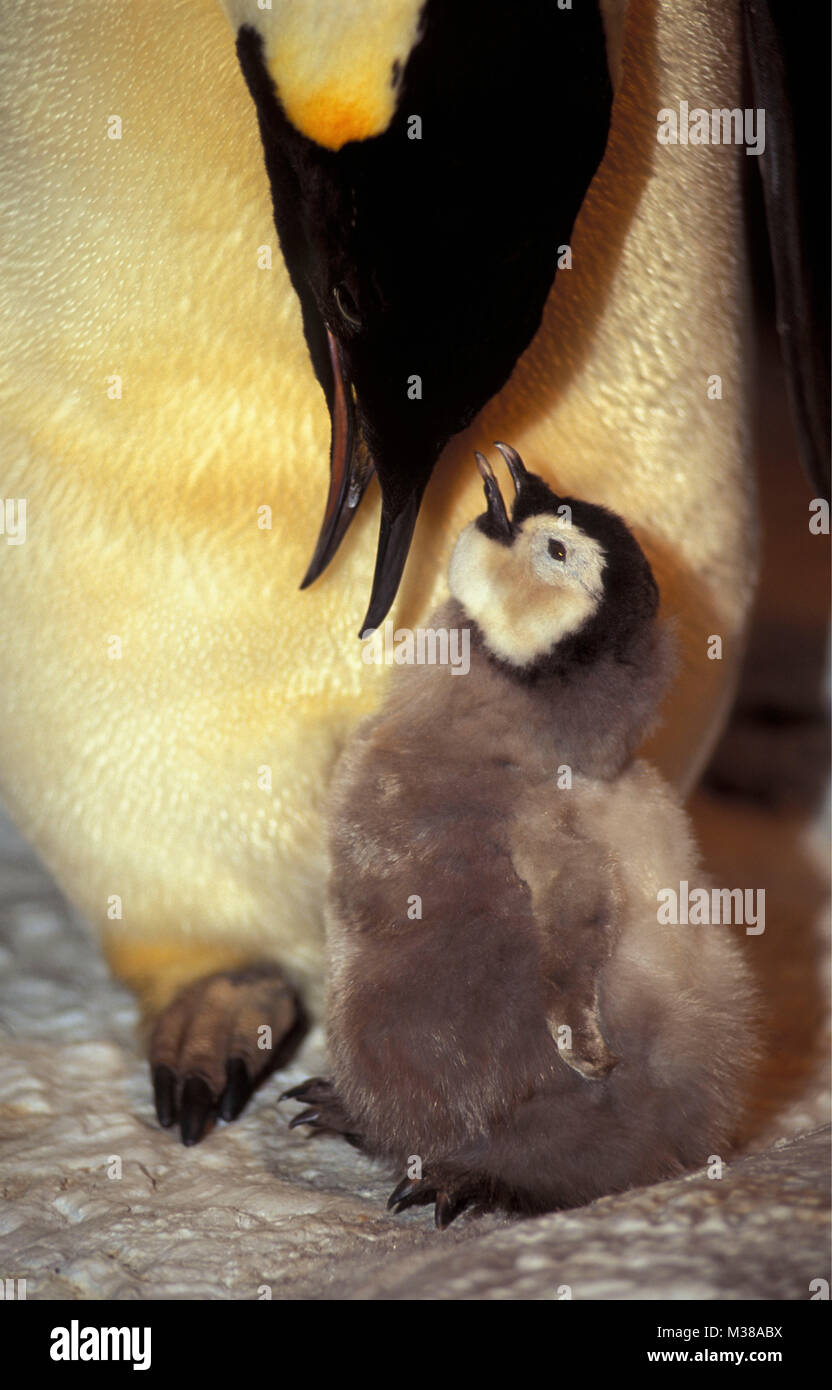 L'Antartide. Pinguino imperatore (Aptenodytes forsteri) con giovani, pollo. Foto Stock