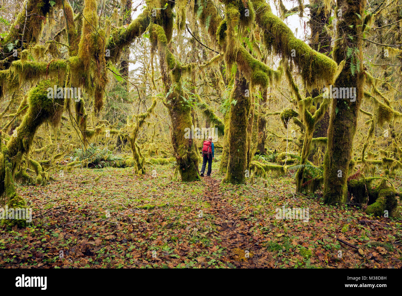 WA13290-00...WASHINGTON - gli escursionisti a piedi attraverso una foresta di muschio coperto foglie grandi alberi di acero lungo Sams River Trail in Queets Rain Forest di Olym Foto Stock