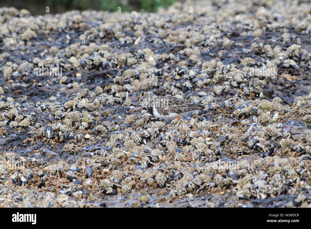 Voltapietre avanzamento sul litorale, (Arenaria interpres) RSPB Titchwell Beach, Norfolk, Inghilterra, Regno Unito Foto Stock