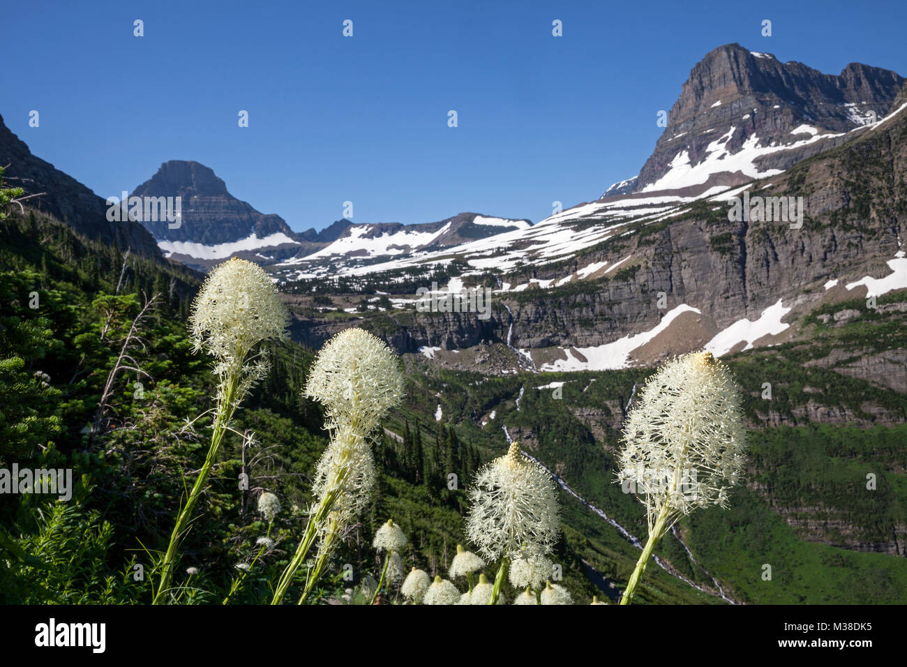 MT00103-00...WASHINGTON - Beargrass fiorire lungo il muro del giardino Trail in Waterton/Glacier Parco internazionale della pace. Foto Stock