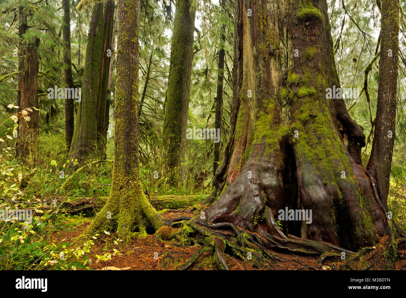 WA13308-00...WASHINGTON - Gigante, vecchio cedro lungo il lago Quinault Lodge Trail, parte dell'Quinault National Recreation Trail System in Quinault Foto Stock