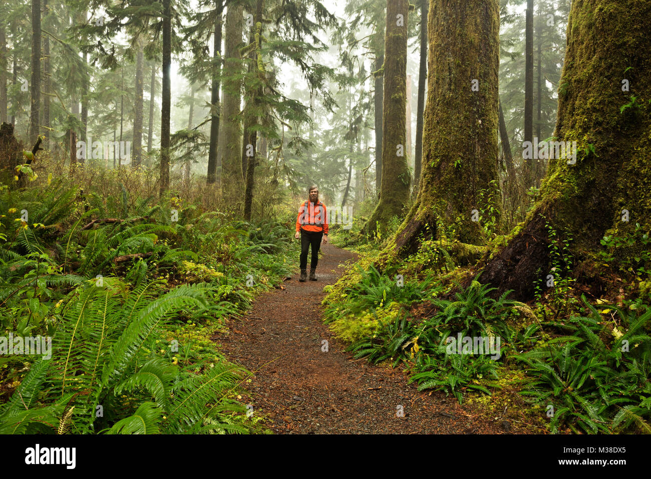 WA13311-00...WASHINGTON - escursionista sul lago Quinault Lodge Trail, parte dell'Quinault National Recreation Trail System in Quinault Rain Forest. Foto Stock