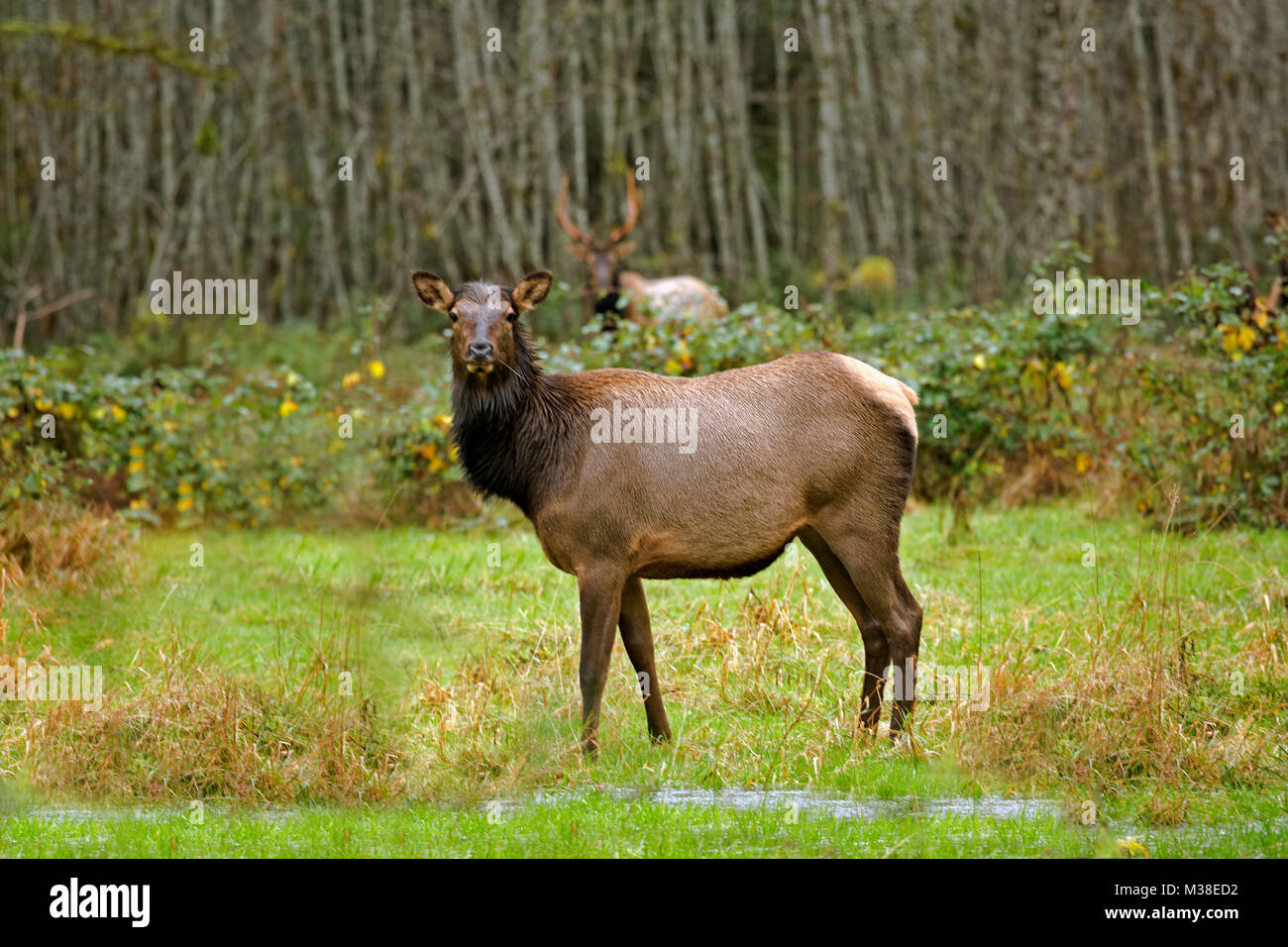 WA13323-00...WASHINGTON - alci pascolare in un prato in Quinault River Valley area del Parco Nazionale di Olympic. Foto Stock