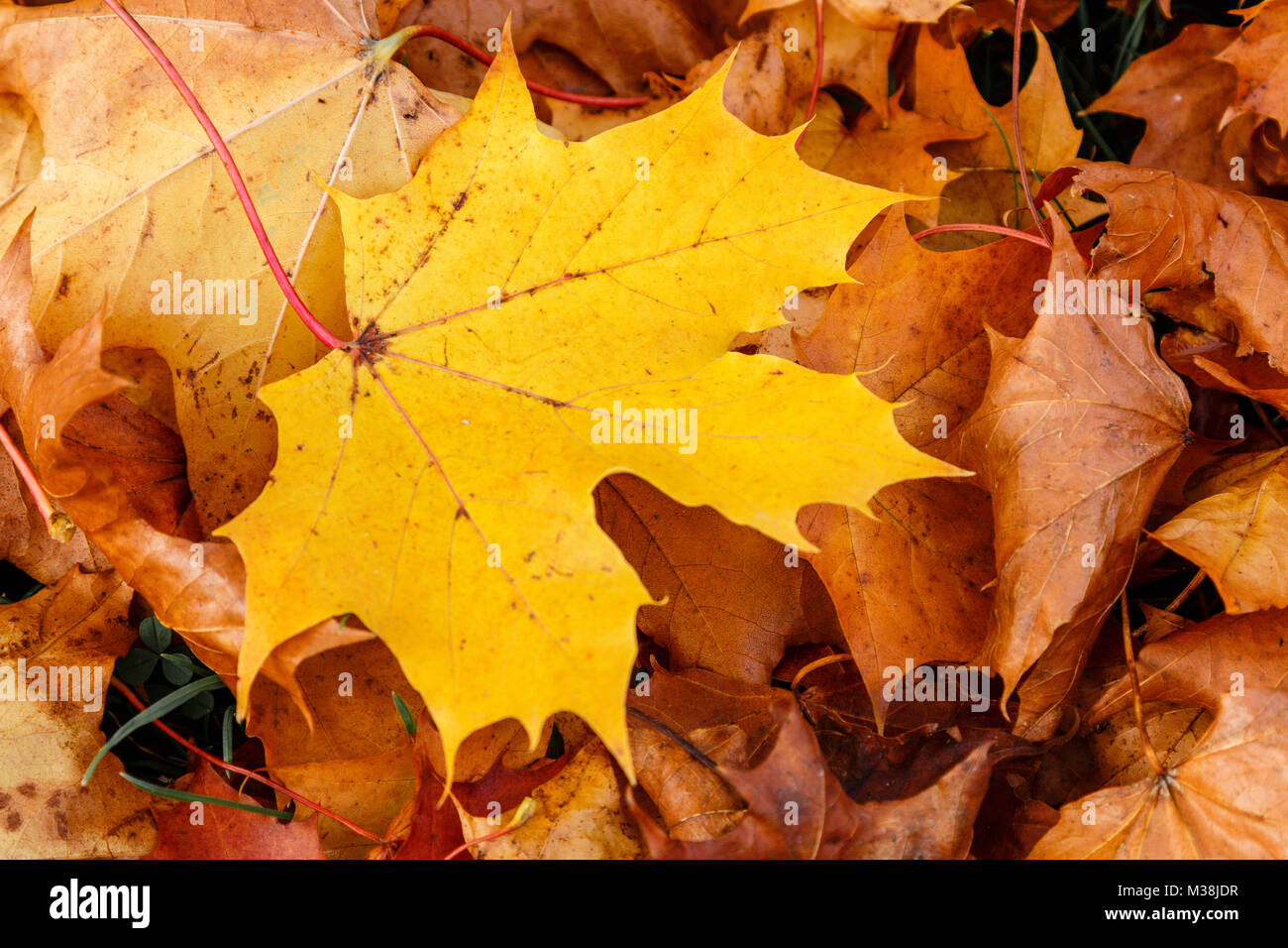 Distinguiti dalla folla - un luminoso giallo bruno la foglia contro uno sfondo di colore marrone Foglie di autunno Foto Stock