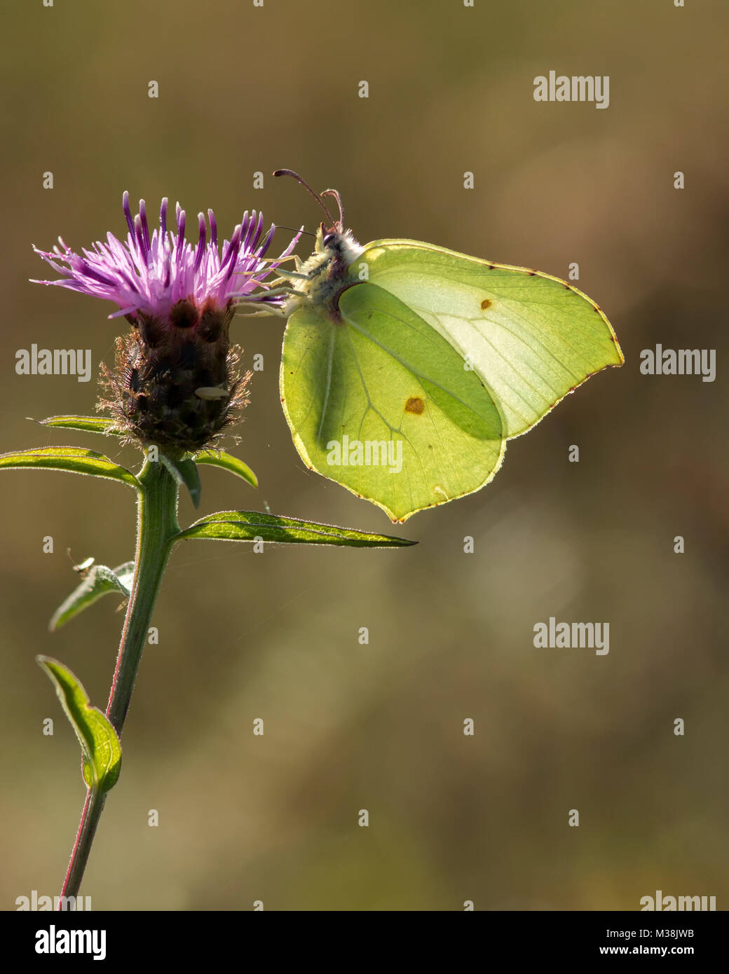 Brimstone Butterfly (Gonepteryx rhamni) arroccato su fiordaliso fiore. Tipperary, Irlanda. Foto Stock