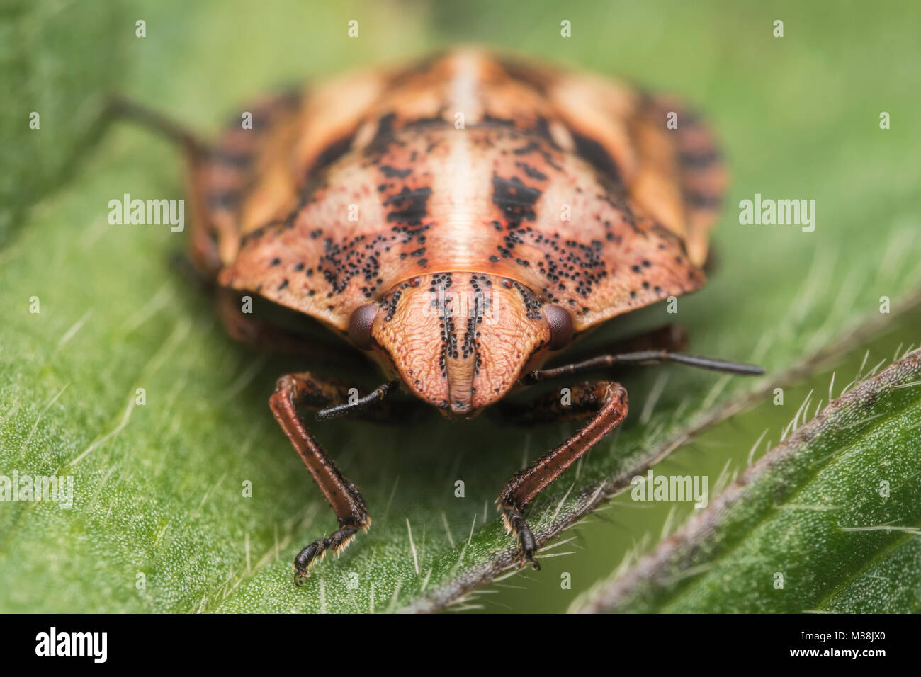 Vista frontale di un bug di tartaruga (Eurygaster "testudinaria) in appoggio su una foglia. Tipperary, Irlanda. Foto Stock