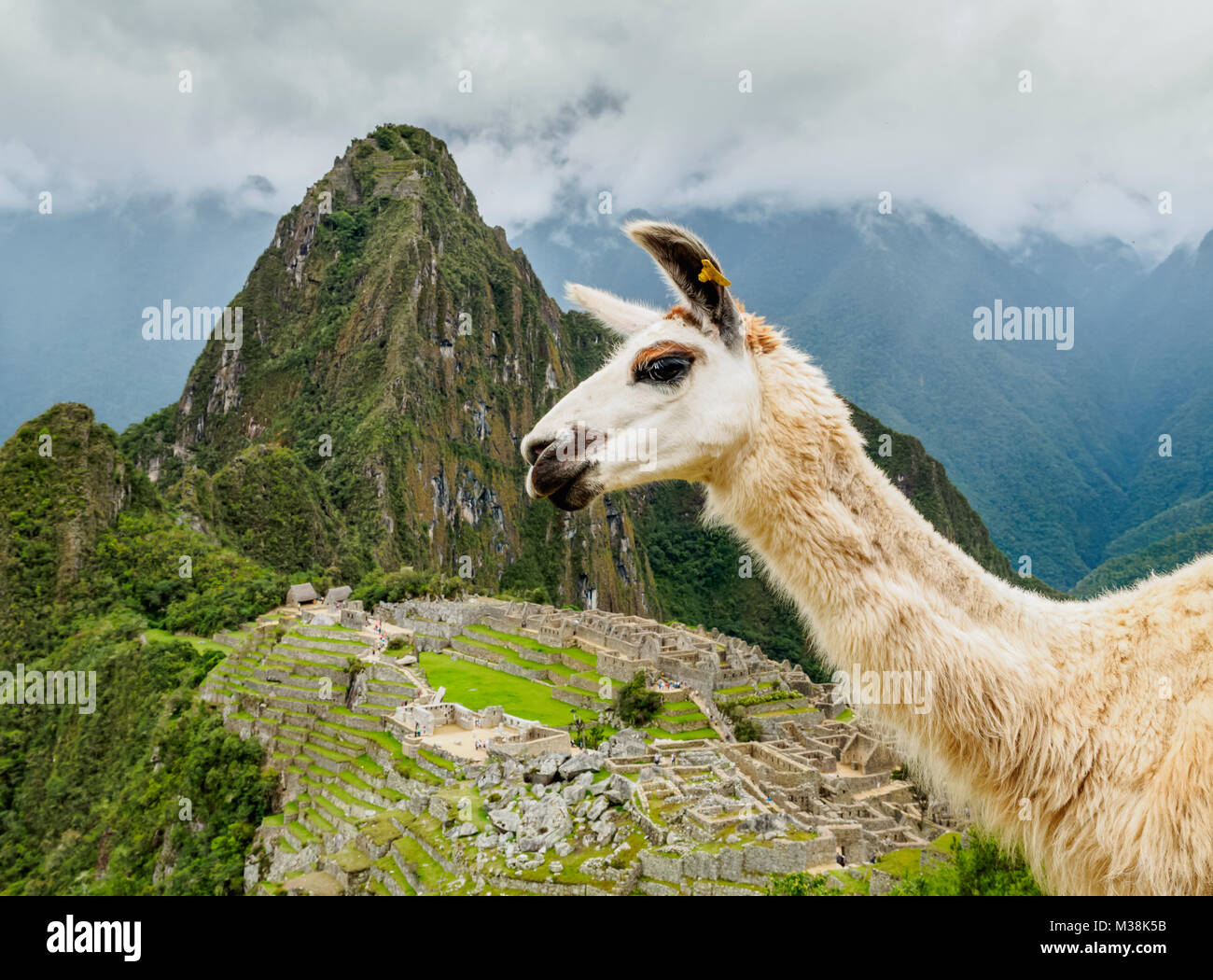 Llama a Machu Picchu, regione di Cusco, Perù Foto Stock