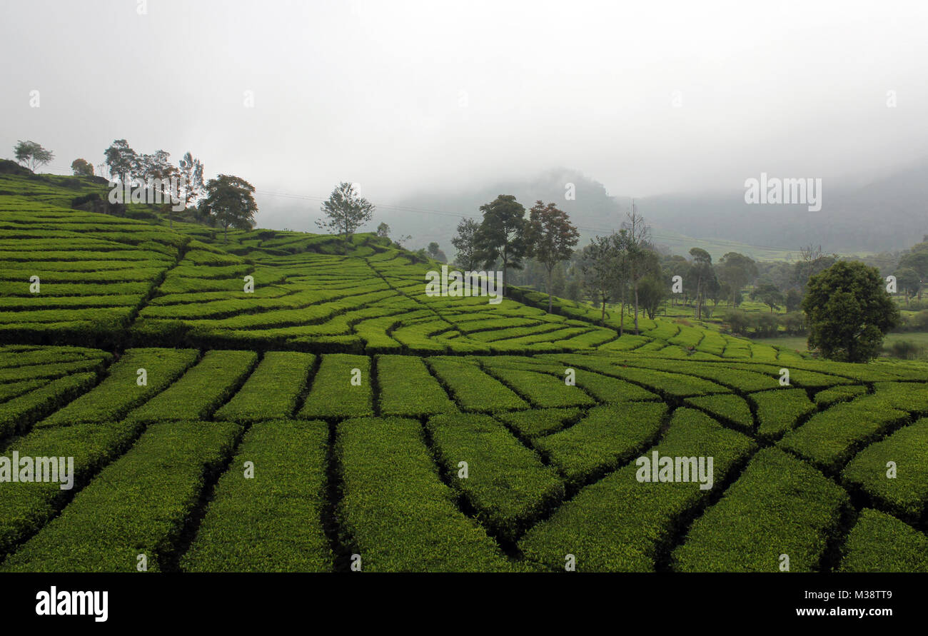 Le piantagioni di tè in Rancabali, Bandung, Jawa Barat, Indonesia. Foto Stock