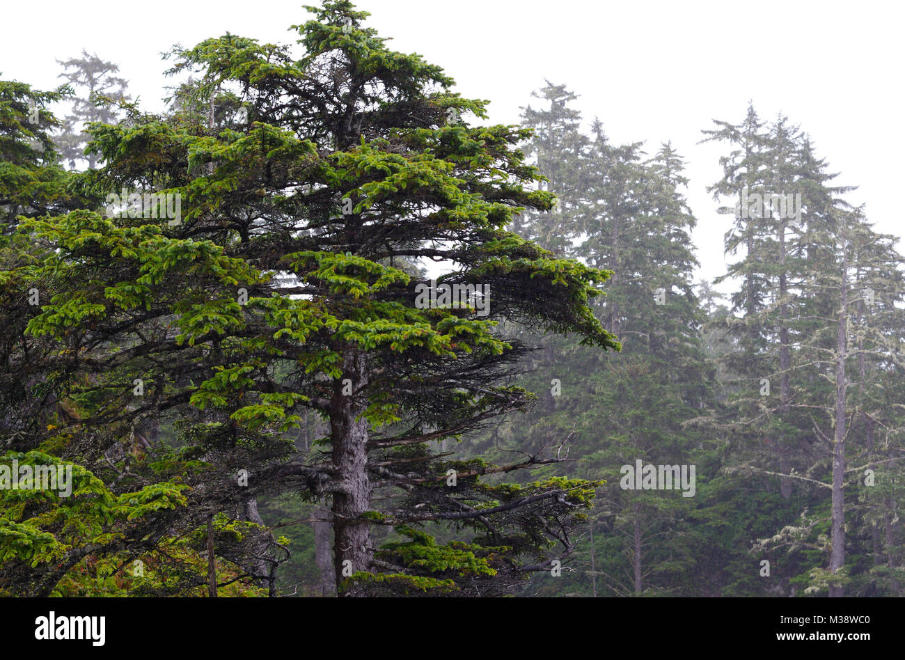 Altezza albero nella foresta lussureggiante sull'Isola di Vancouver Foto Stock