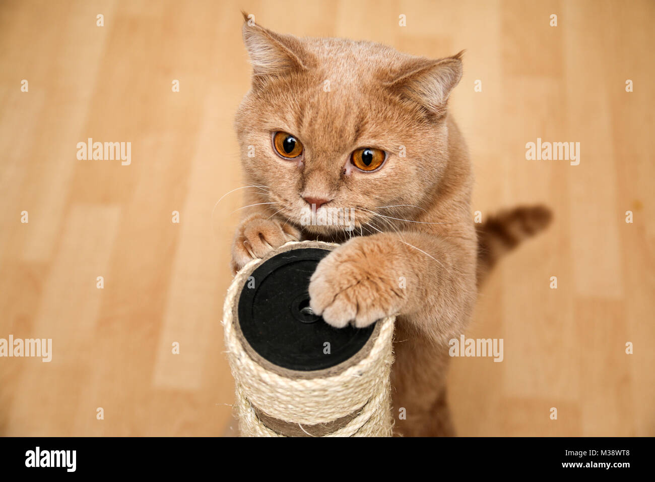 Il grazioso tabby cat è in piedi dal raschiatore e guardando molto carino con gli occhi aperti. Foto Stock