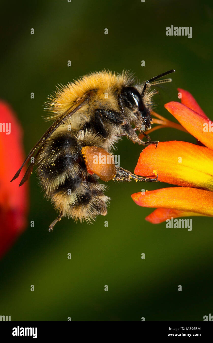 Un Bumble Bee alimentando il nettare da un fiore Corcosmia. Si tratta di una femmina di come essa ha piena cesti di polline sulle sue zampe posteriori. Foto Stock