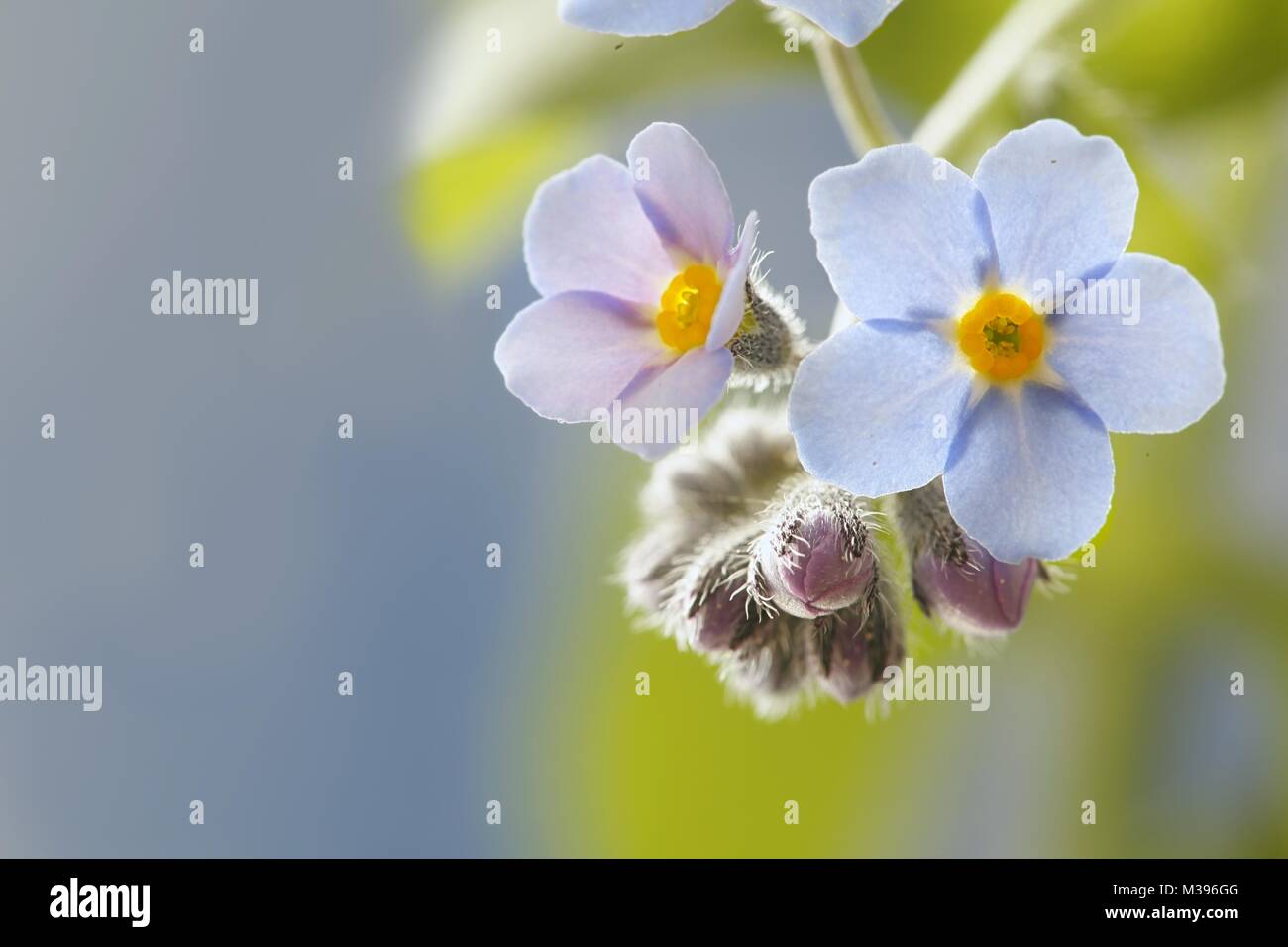 Dimenticare di bosco-me-non, Myosotis sylvatica Foto Stock