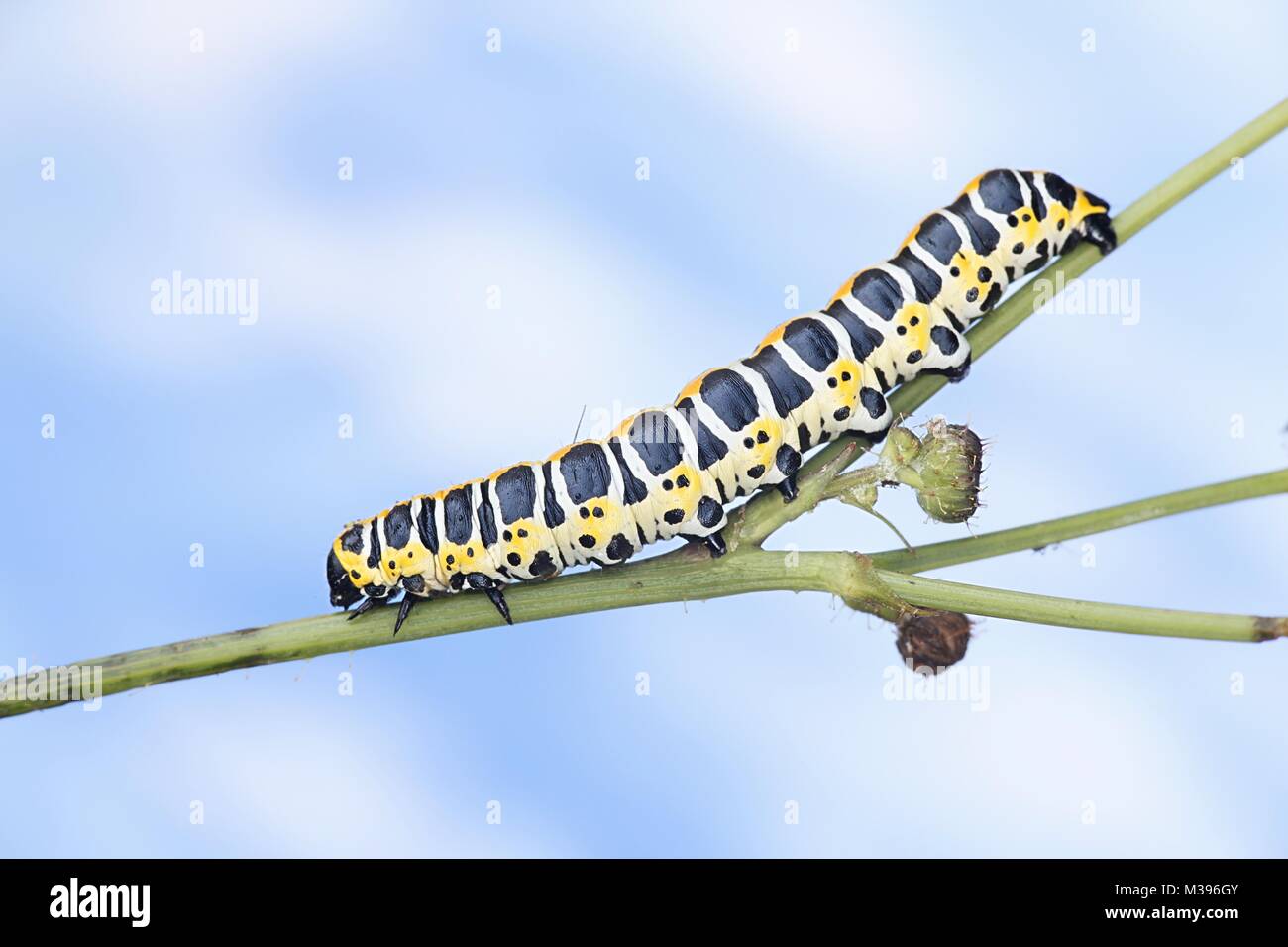 La lattuga shark moth caterpillar, Cucullia lactucae Foto Stock