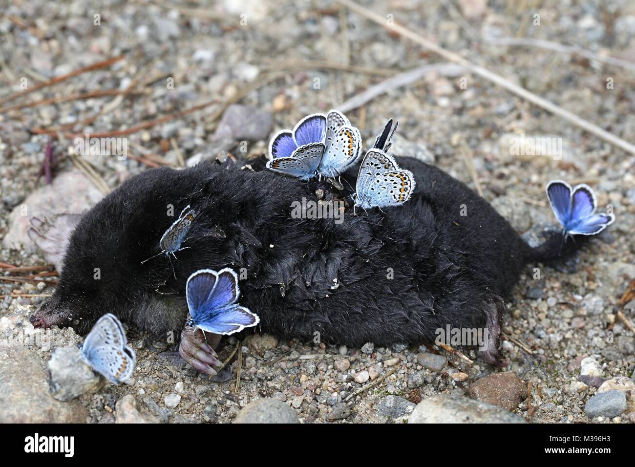 Argento-blu chiodati farfalle, Plebejus argus, nella ricerca di sali e minerali su una carcassa di una mole di morti. Foto Stock
