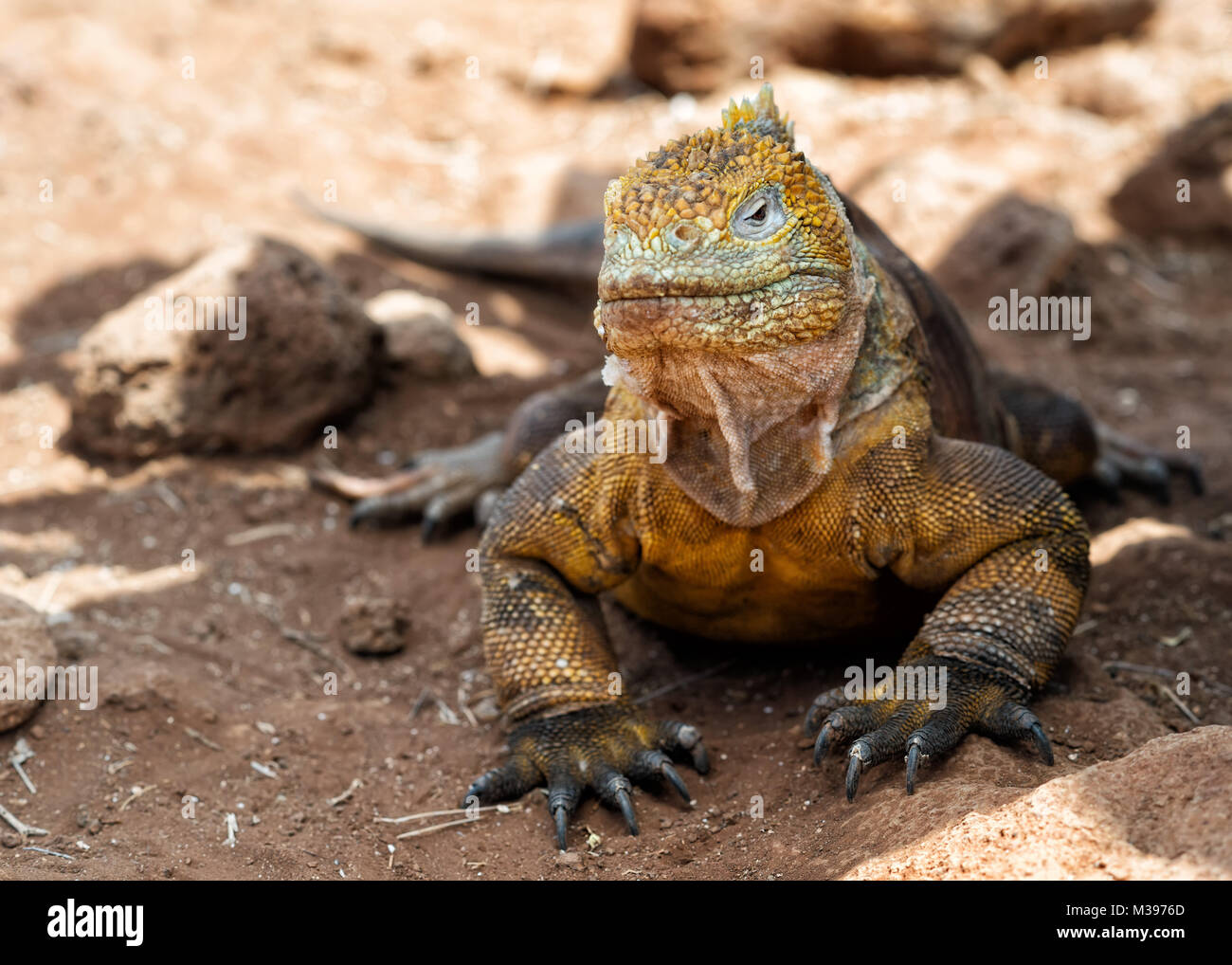 Isole Galapagos adottate nel 2015 Foto Stock