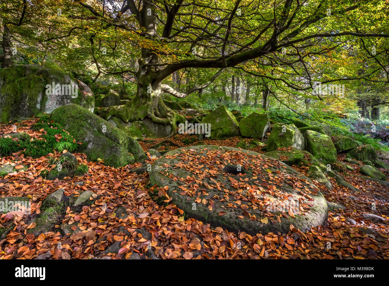 Abbandonato macina in autunno, Padley Gorge, Grindleford, Parco Nazionale di Peak District, Derbyshire, England, Regno Unito Foto Stock