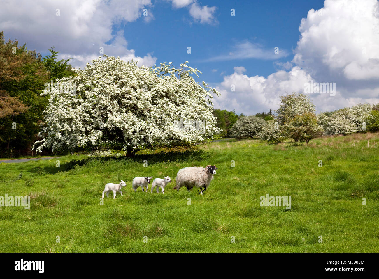 Pecore e agnelli sul comune di Appleton North York Moors, North Yorkshire Foto Stock