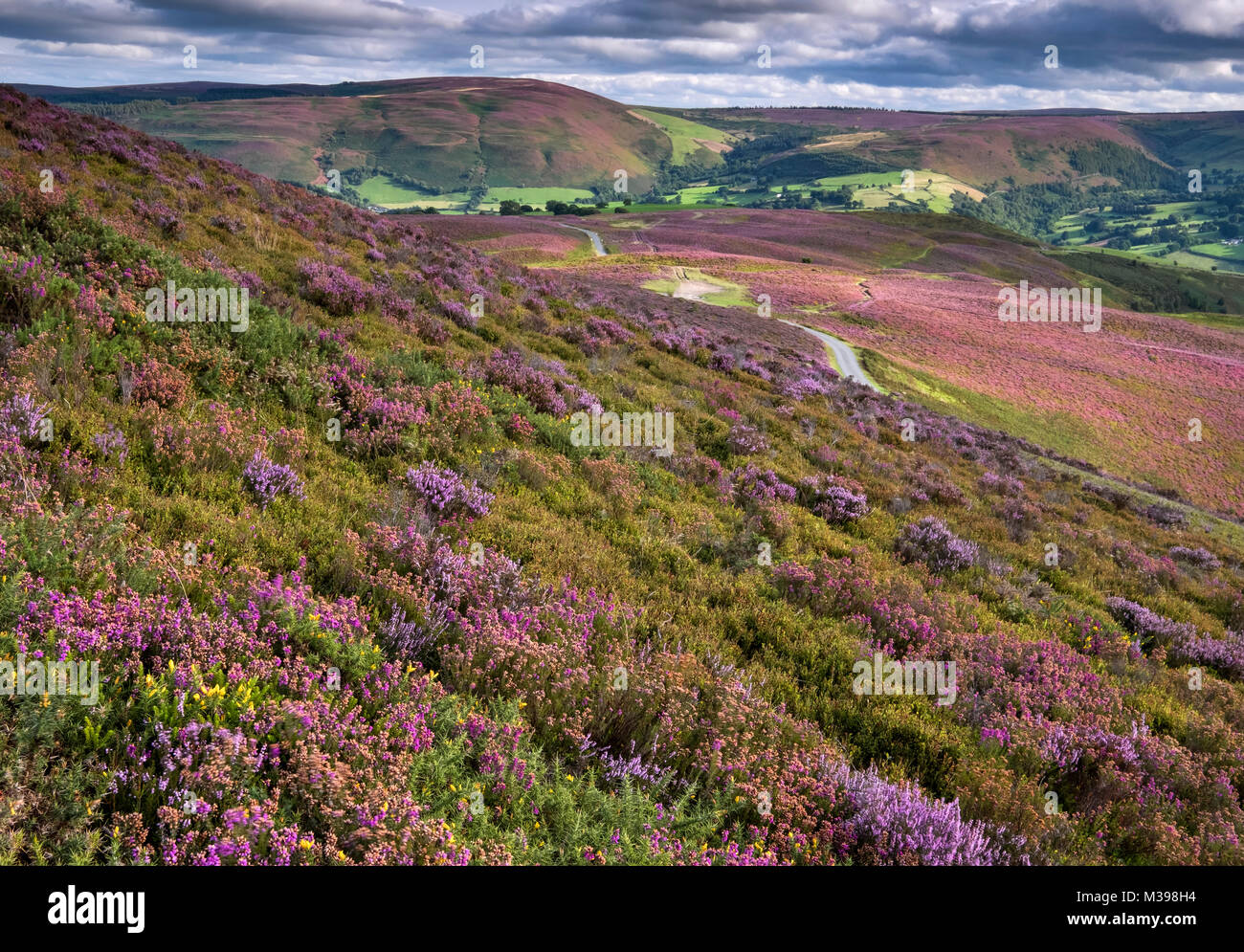 Montagna Llantysilio cercando di Moel Fferna in estate, nelle vicinanze del Llangollen, Denbighshire, Galles del Nord, Regno Unito Foto Stock