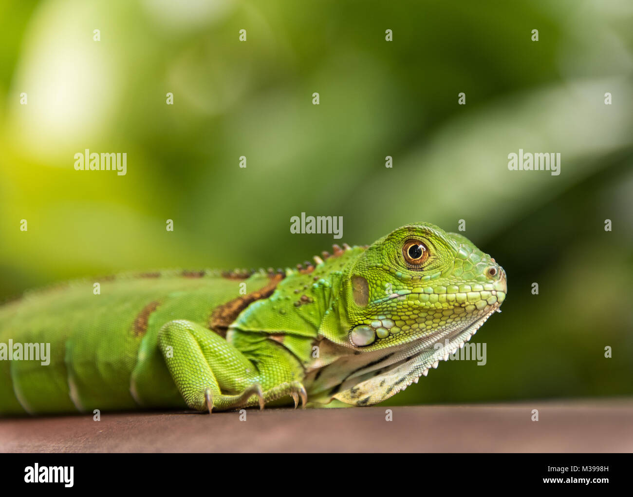 Piccola iguana verde Closeup Foto Stock
