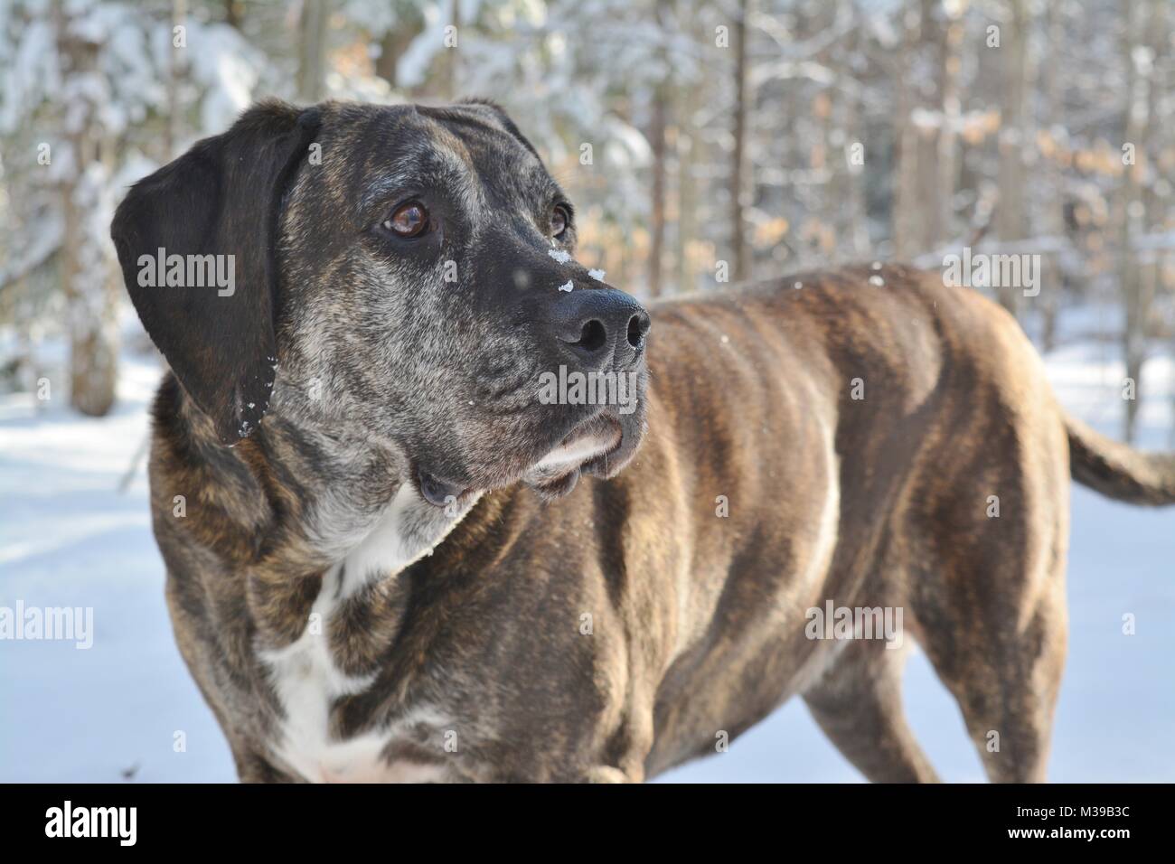 Cane nei boschi crogiolarsi al sole Foto Stock
