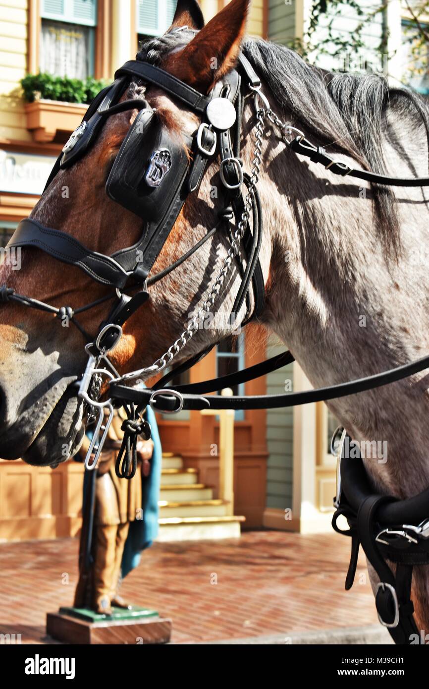 Disneyland Main Street Red Stefano Clydesdale Carrello Cavallo Foto Stock