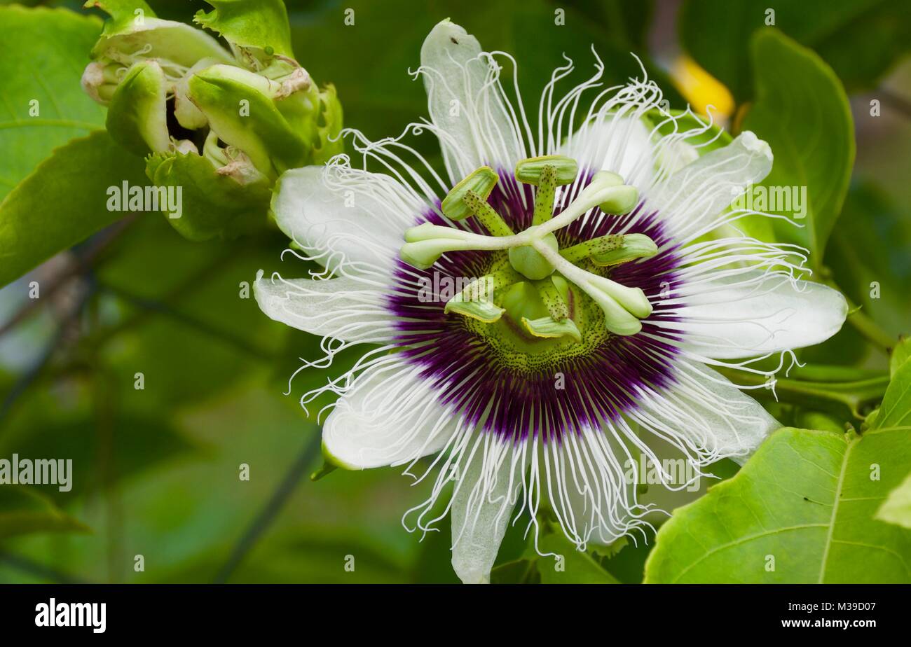 Primo piano di un bellissimo simmetrici bianco e viola passione Frutta fiore cresce su una recinzione Foto Stock