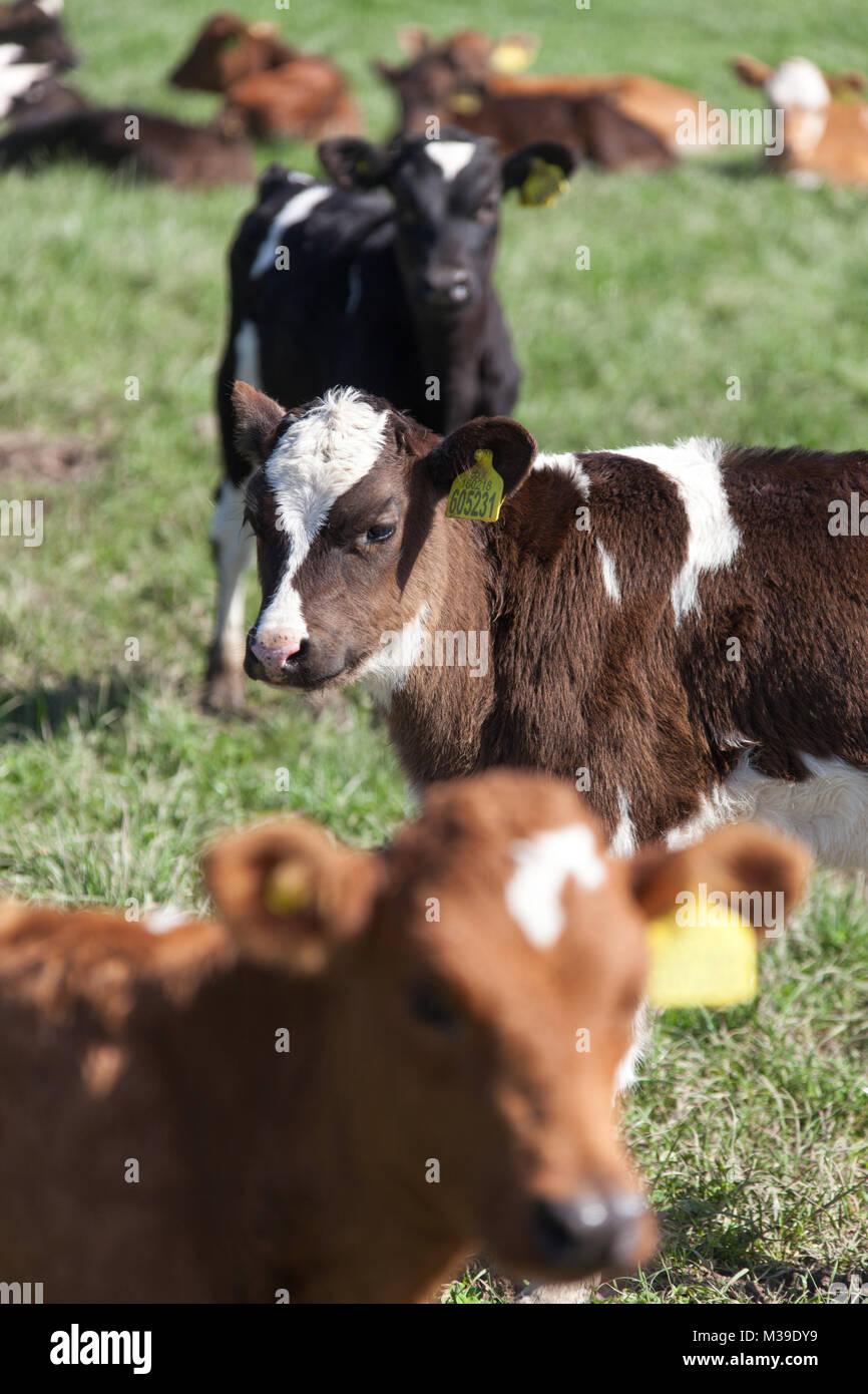 Villaggio di Handley, Inghilterra. Molla di pittoresca vista del pascolo di vitello in un campo nei pressi di Cheshire village di Handley. Foto Stock