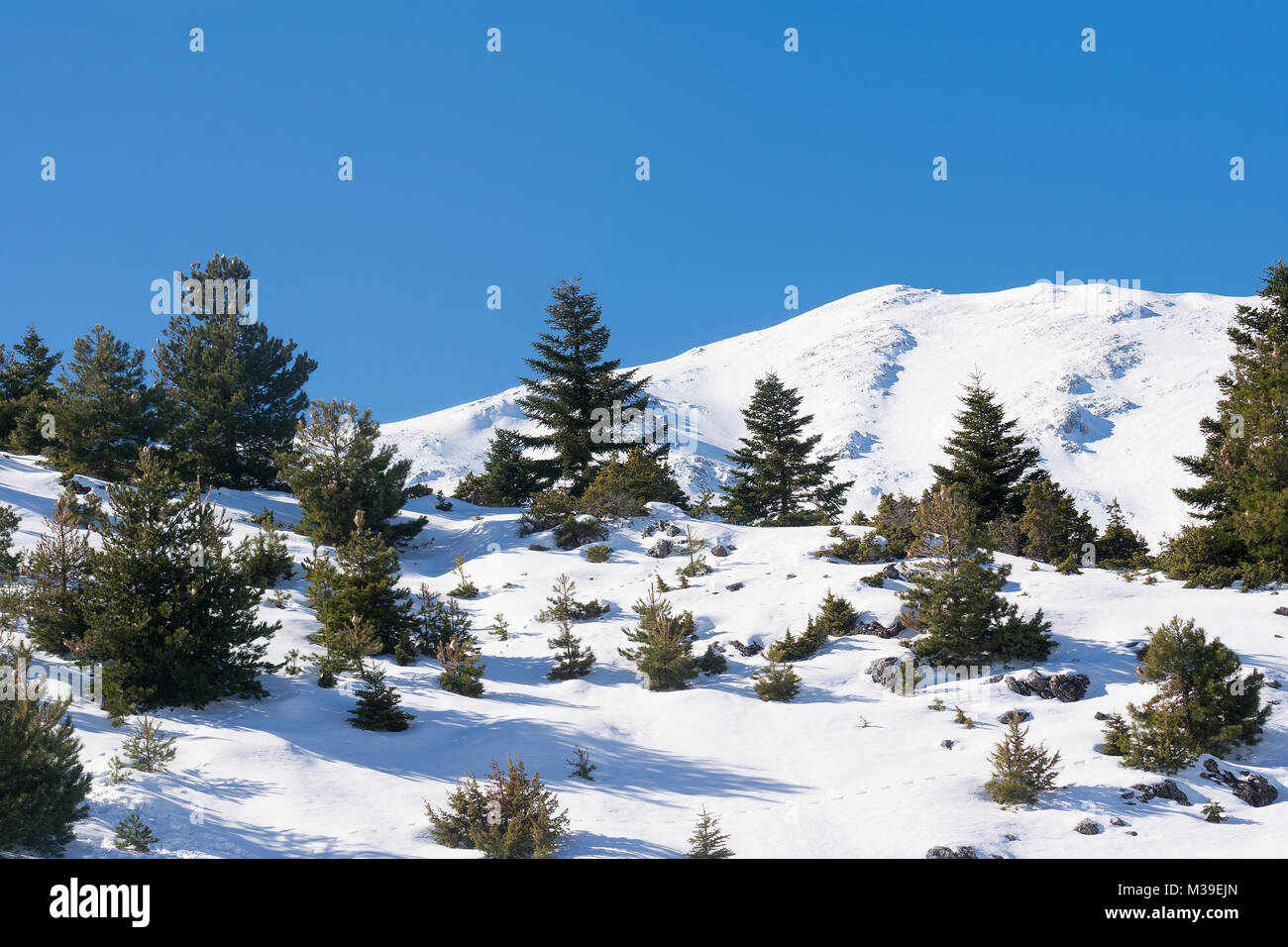 Abeti presso La Ziria montagna in Grecia contro la neve. Foto Stock