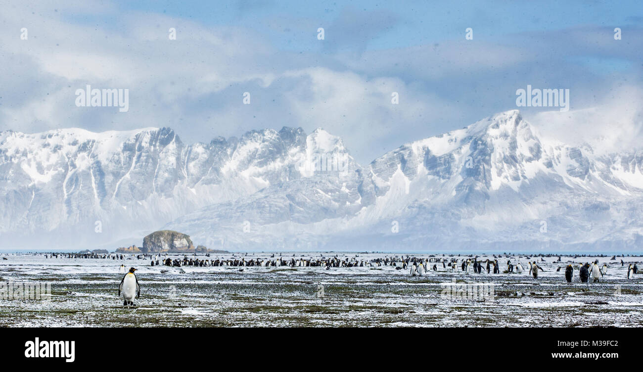 Una vista panoramica di Salisbury Plain sull Isola Georgia del sud guardando indietro verso le montagne e la massa del re i pinguini. Foto Stock