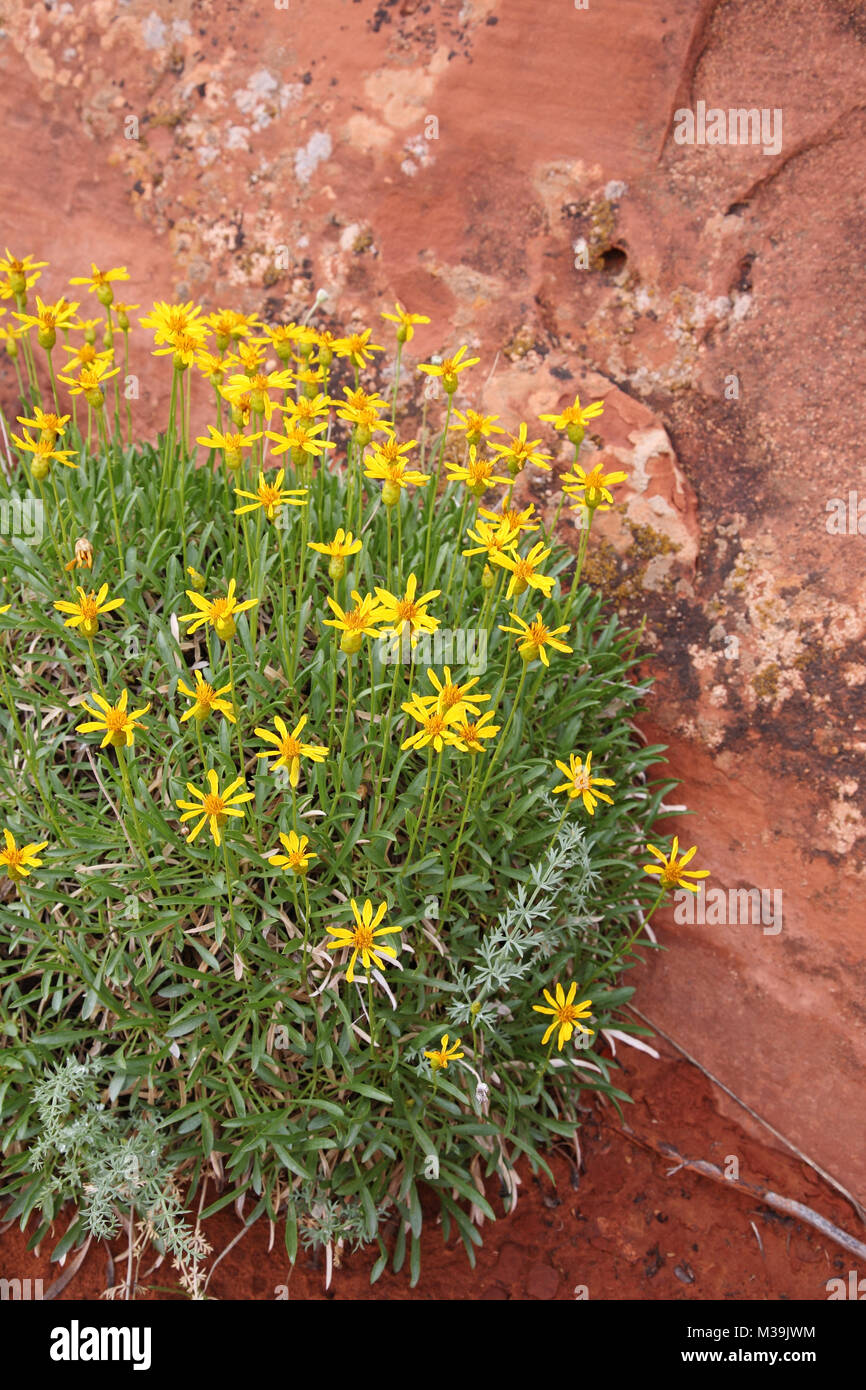 Goldeneye fiori selvatici nel deserto sudoccidentale Foto Stock