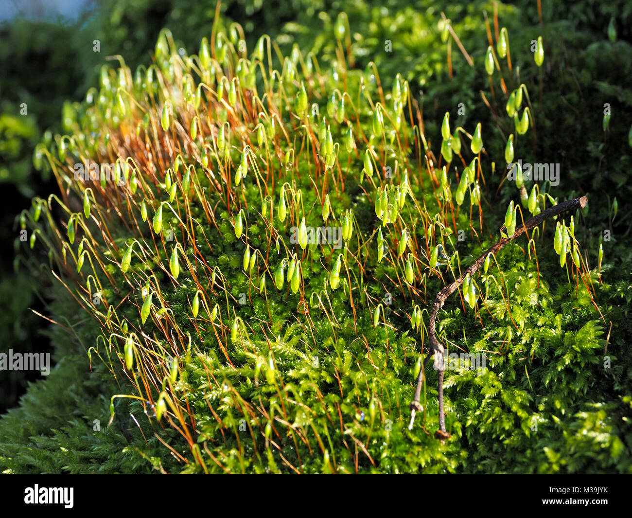 Cuscino spessa di muschio che mostra gametofiti (il basso, simile a foglia form) e sporophytes in Cumbria, England, Regno Unito Foto Stock