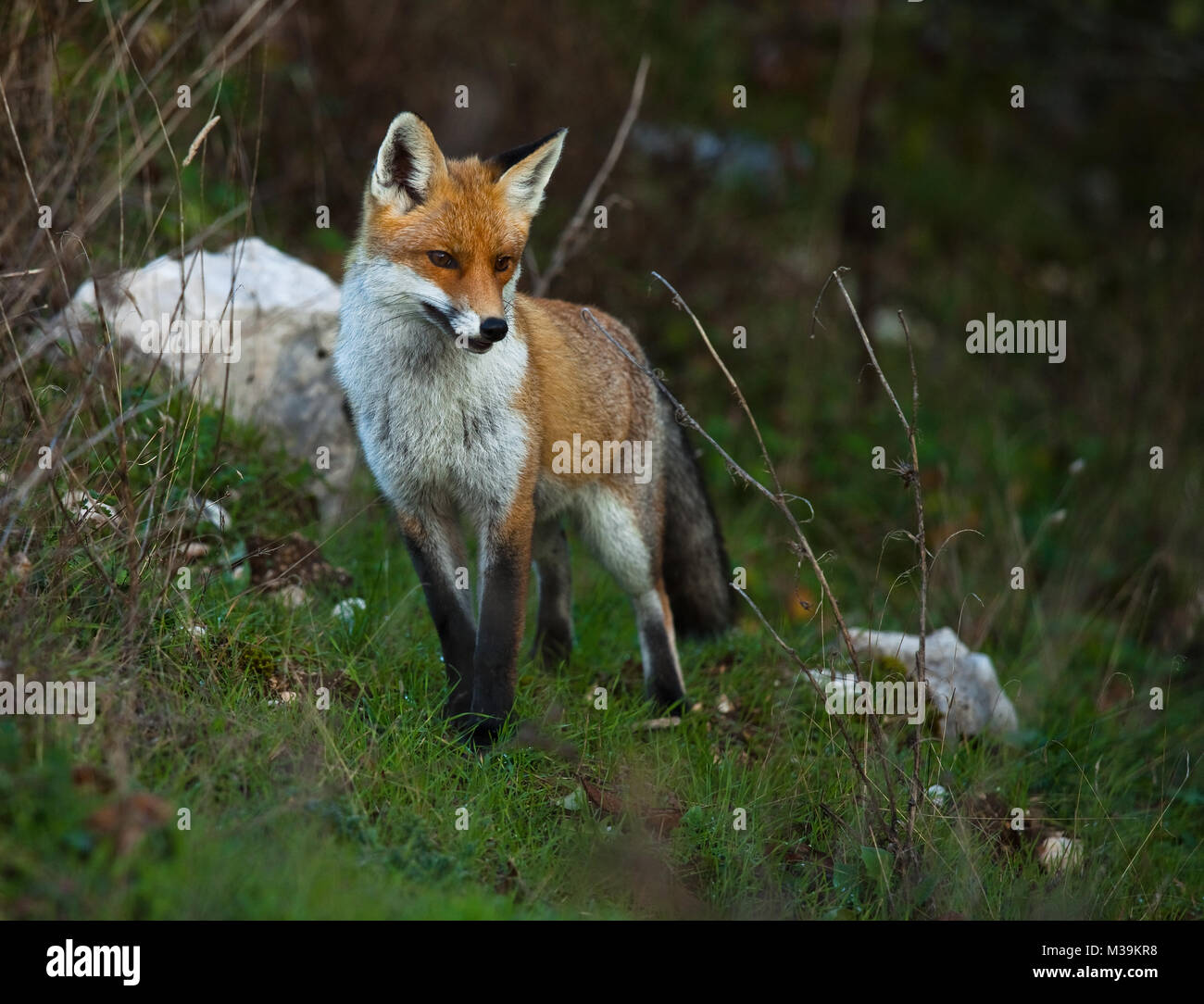 Un bel esemplare di volpe rossa isolata con pelo spesso si avvicinò ai margini del bosco nel Parco Regionale Velino-Sirente. Abruzzo, Italia, Europa Foto Stock