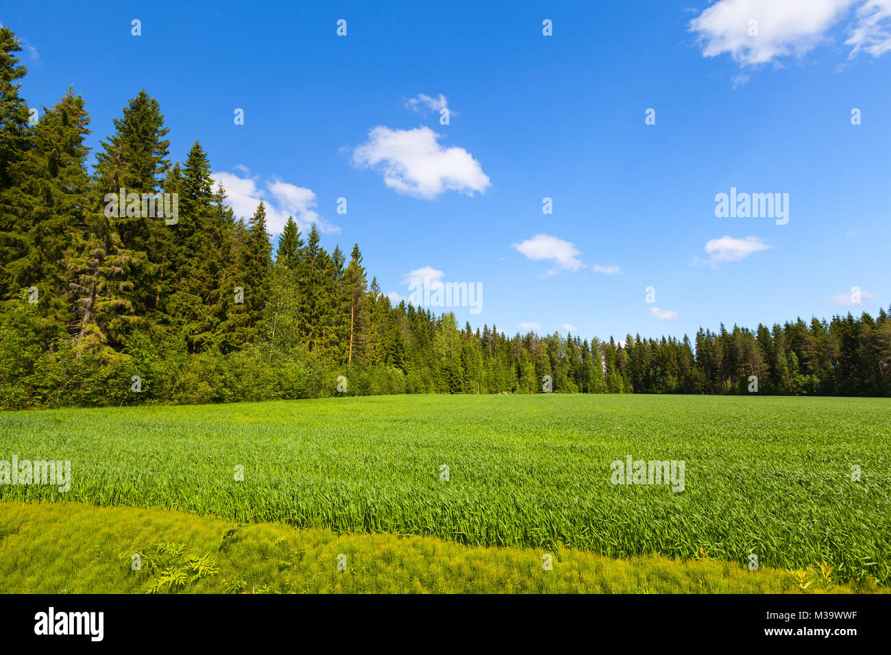 Estate rurale paesaggio europeo, svuotare il campo verde foresta e sotto il cielo blu con nuvole Foto Stock