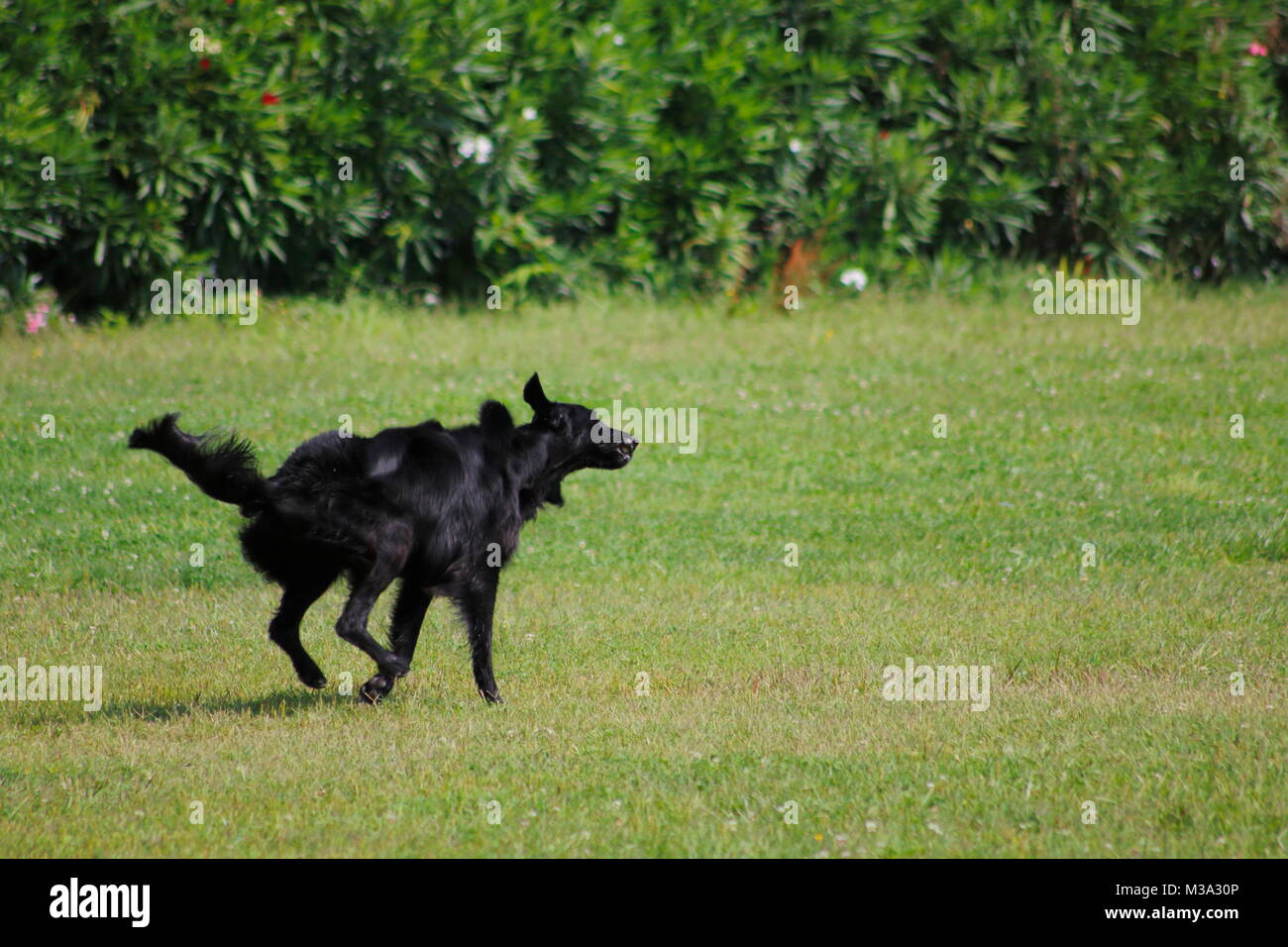Il Labrador, schwarzer Hund läuft und springt munter und fröhlich auf einer Wiese herum Foto Stock