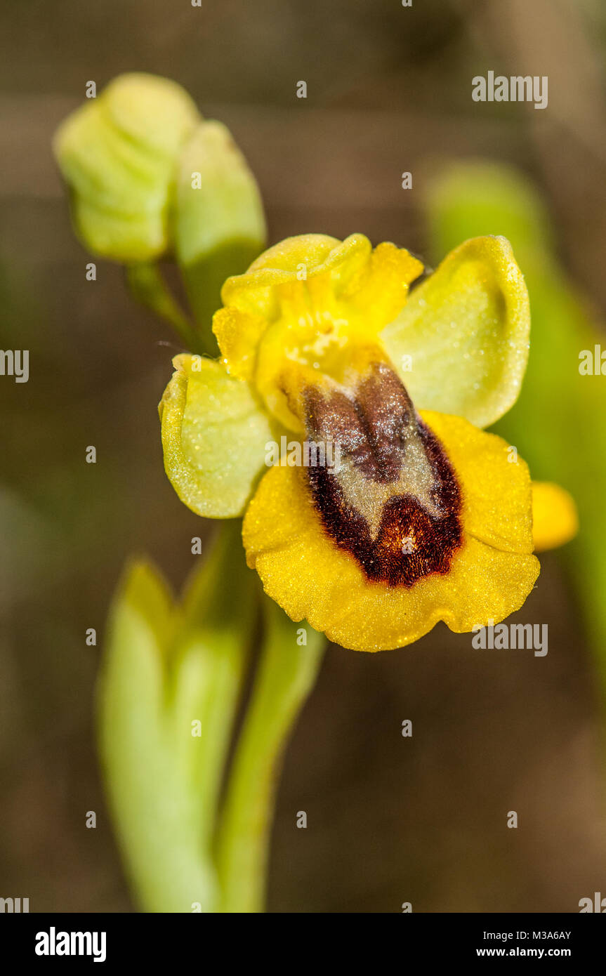 Giallo Bee-orchid, Ophrys lutea Foto Stock
