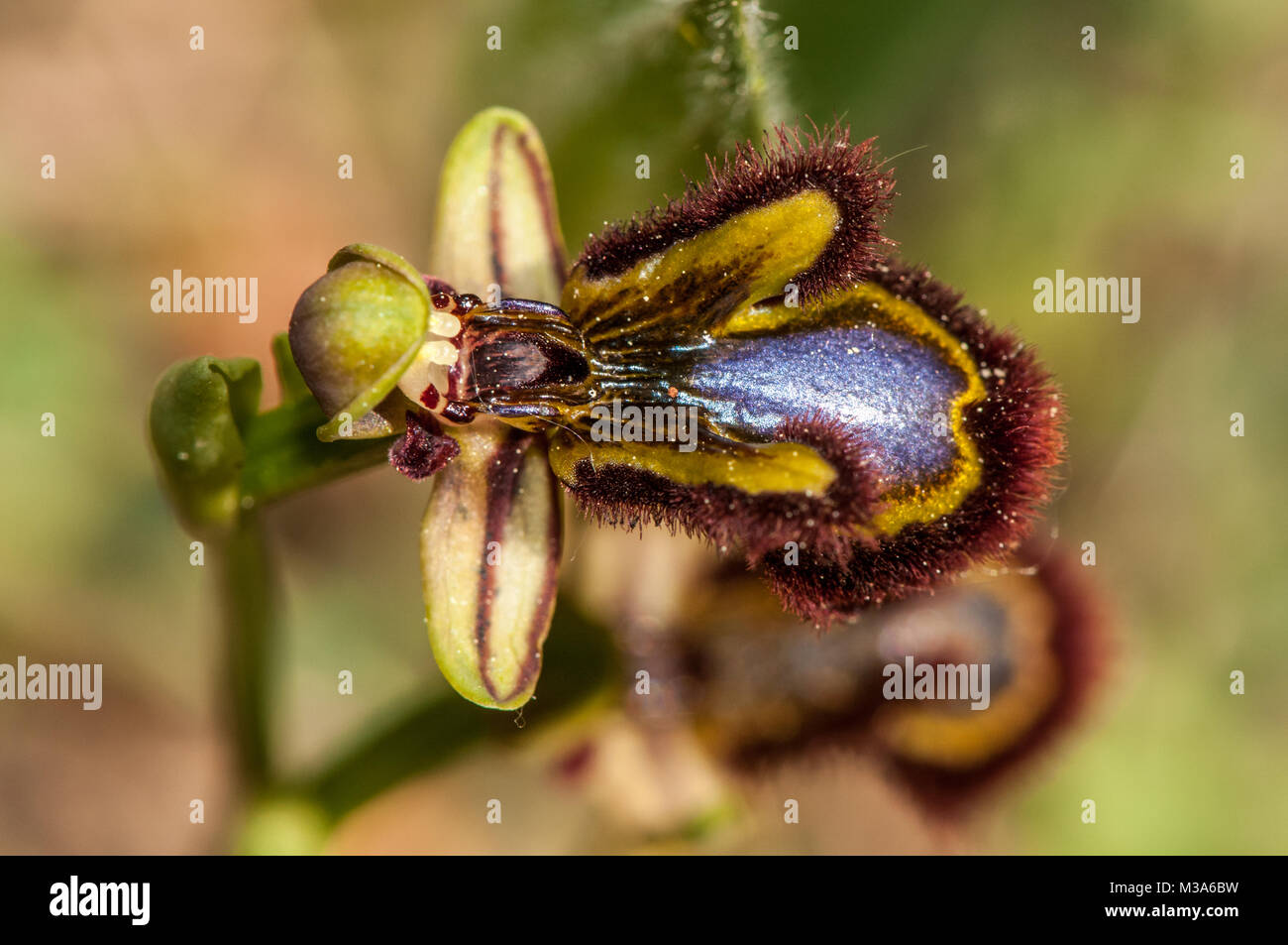 Specchio orchid, Ophrys speculum Foto Stock