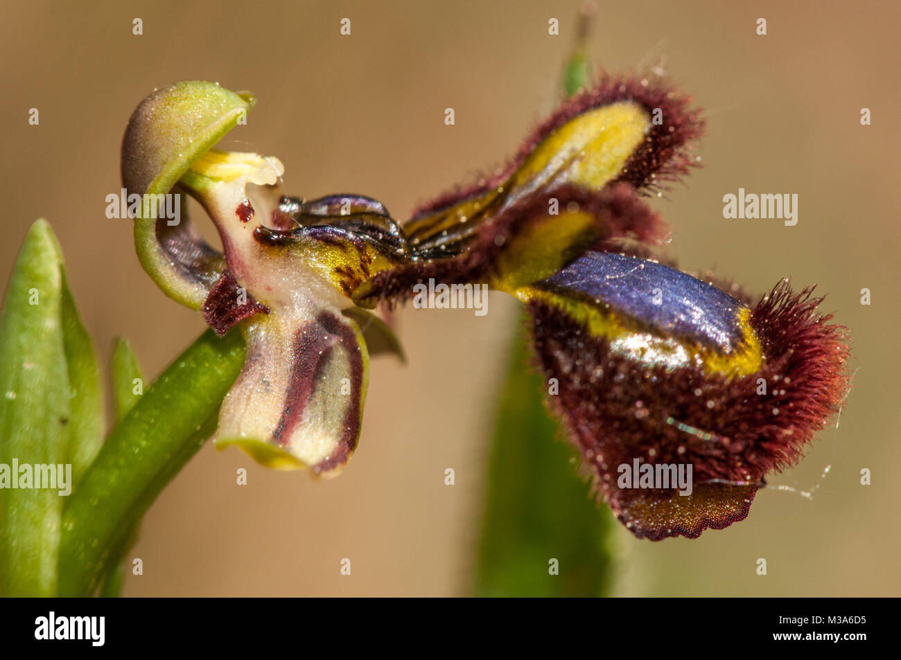 Specchio orchid, Ophrys speculum Foto Stock